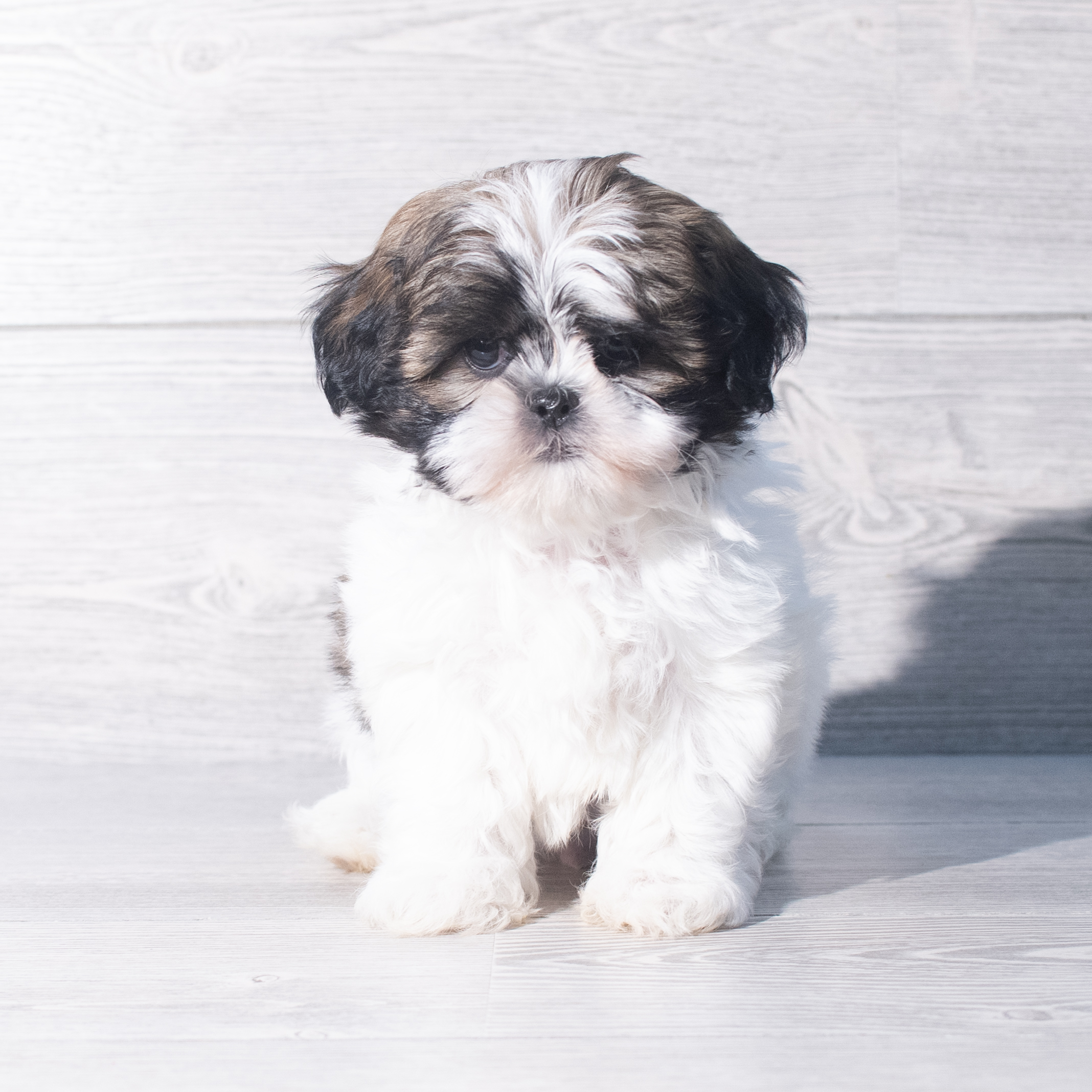 Shih Tzu (M) 2329 Image #1
