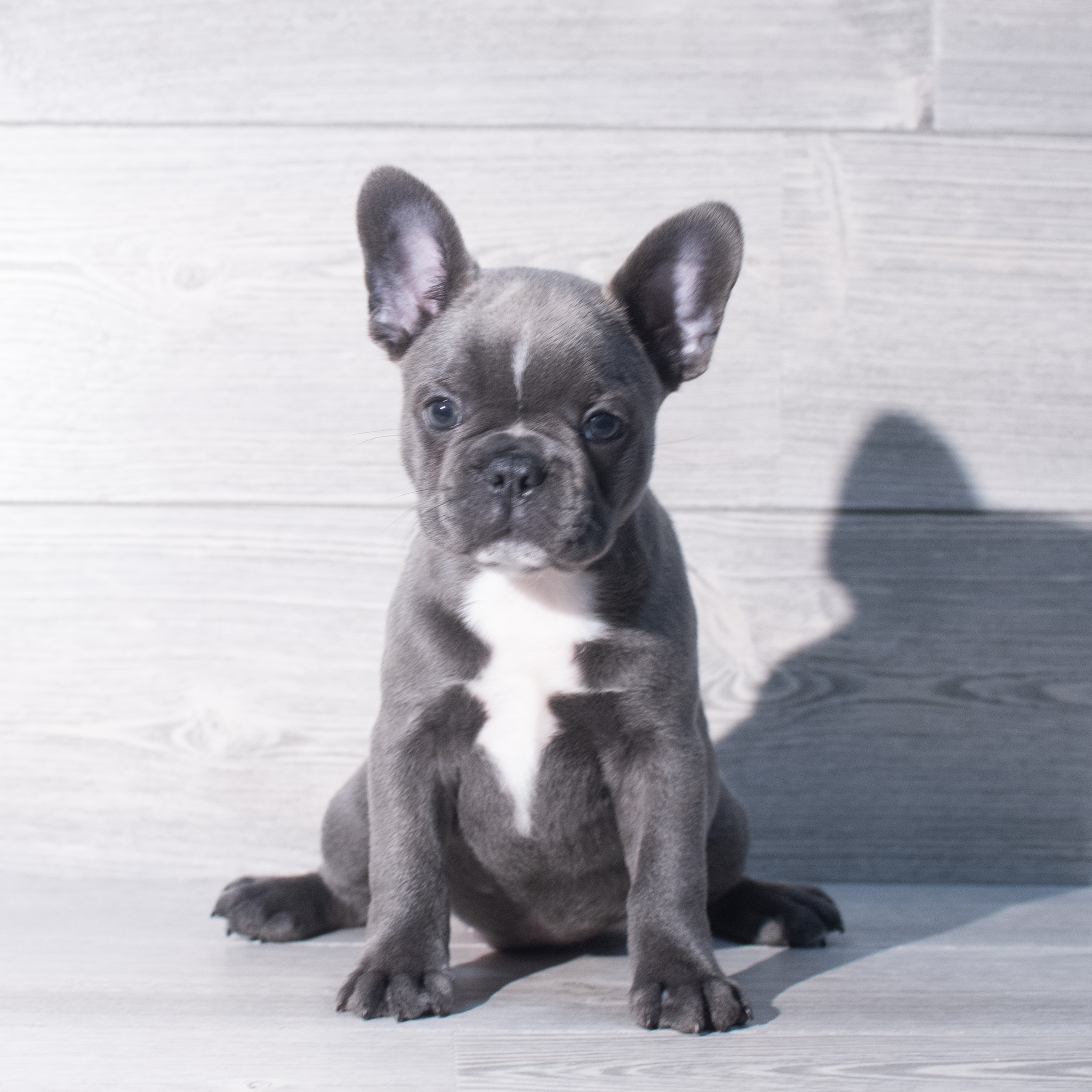 Frenchton (M) 2330 Image #1