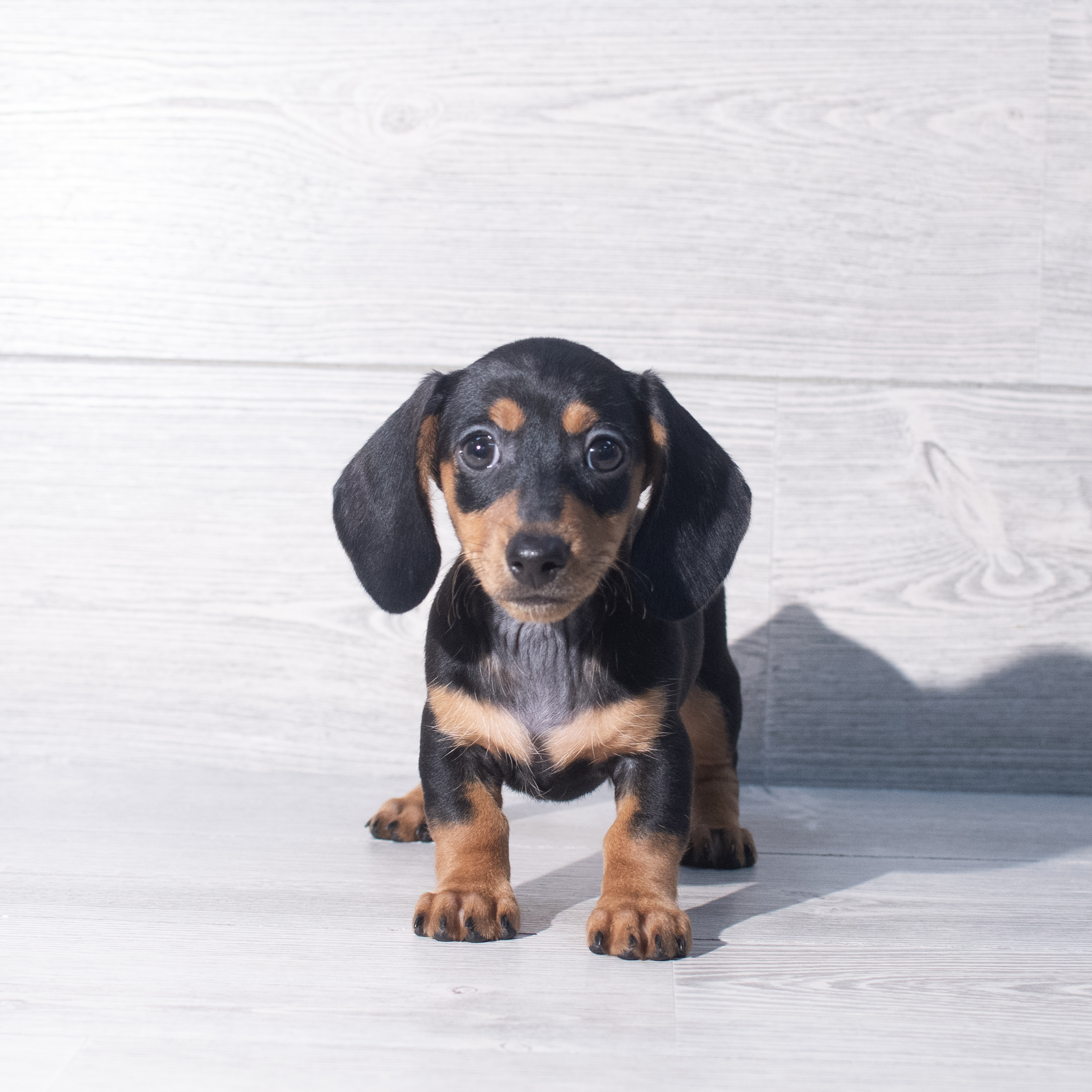 Dachshund (F) 2331 Image #1
