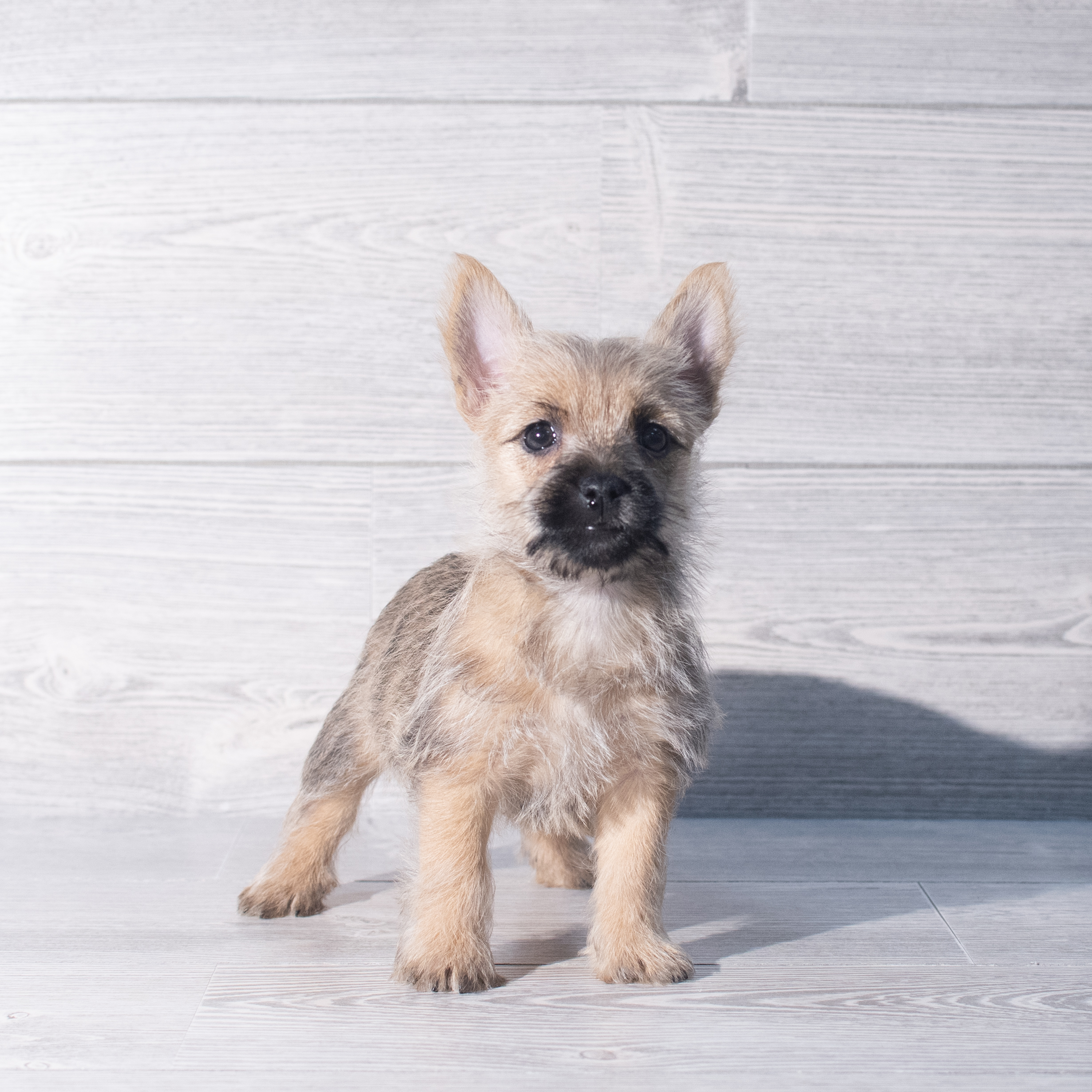 Cairn Terrier (F) 2332 Image #1