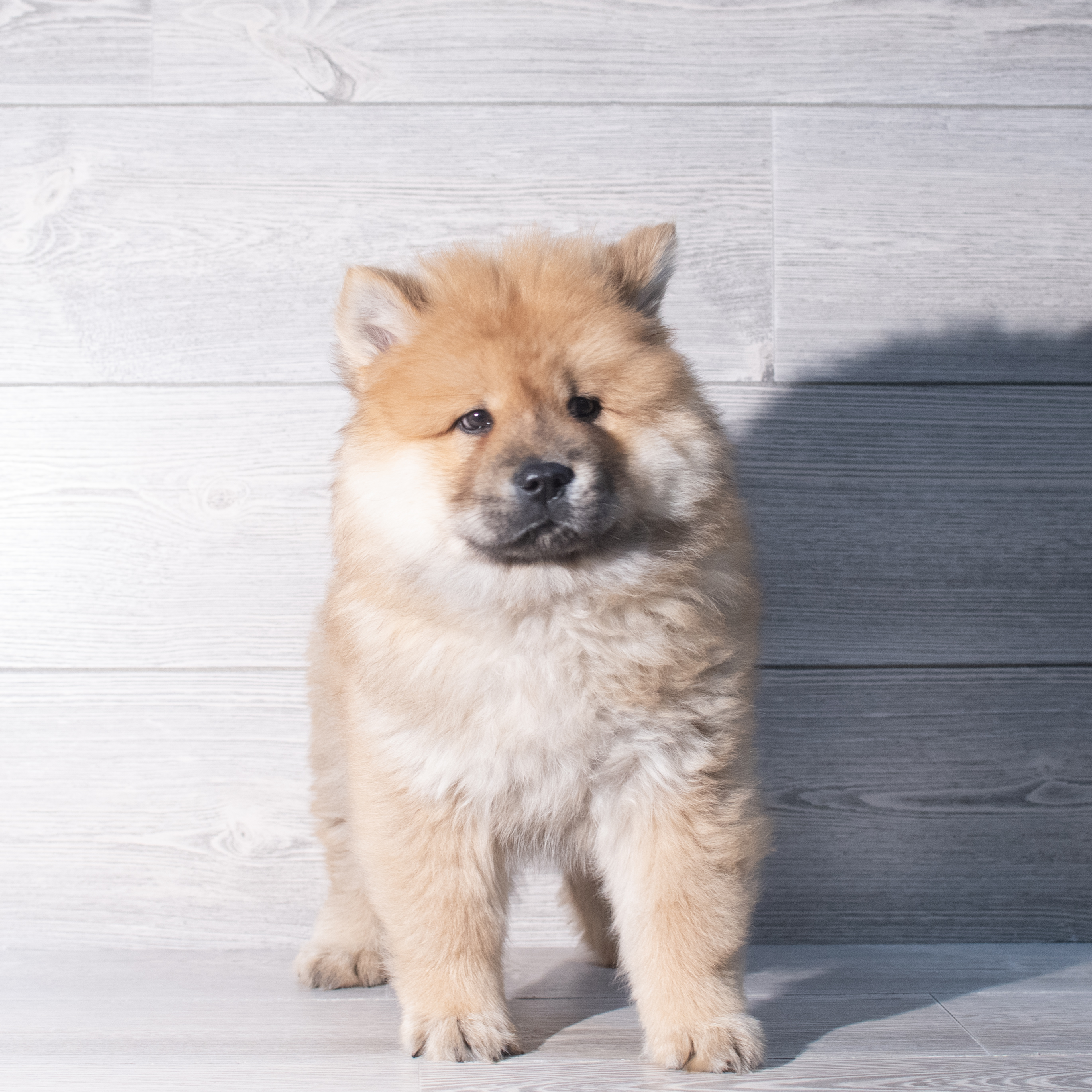 Chow Chow (M) 2334 Image #1