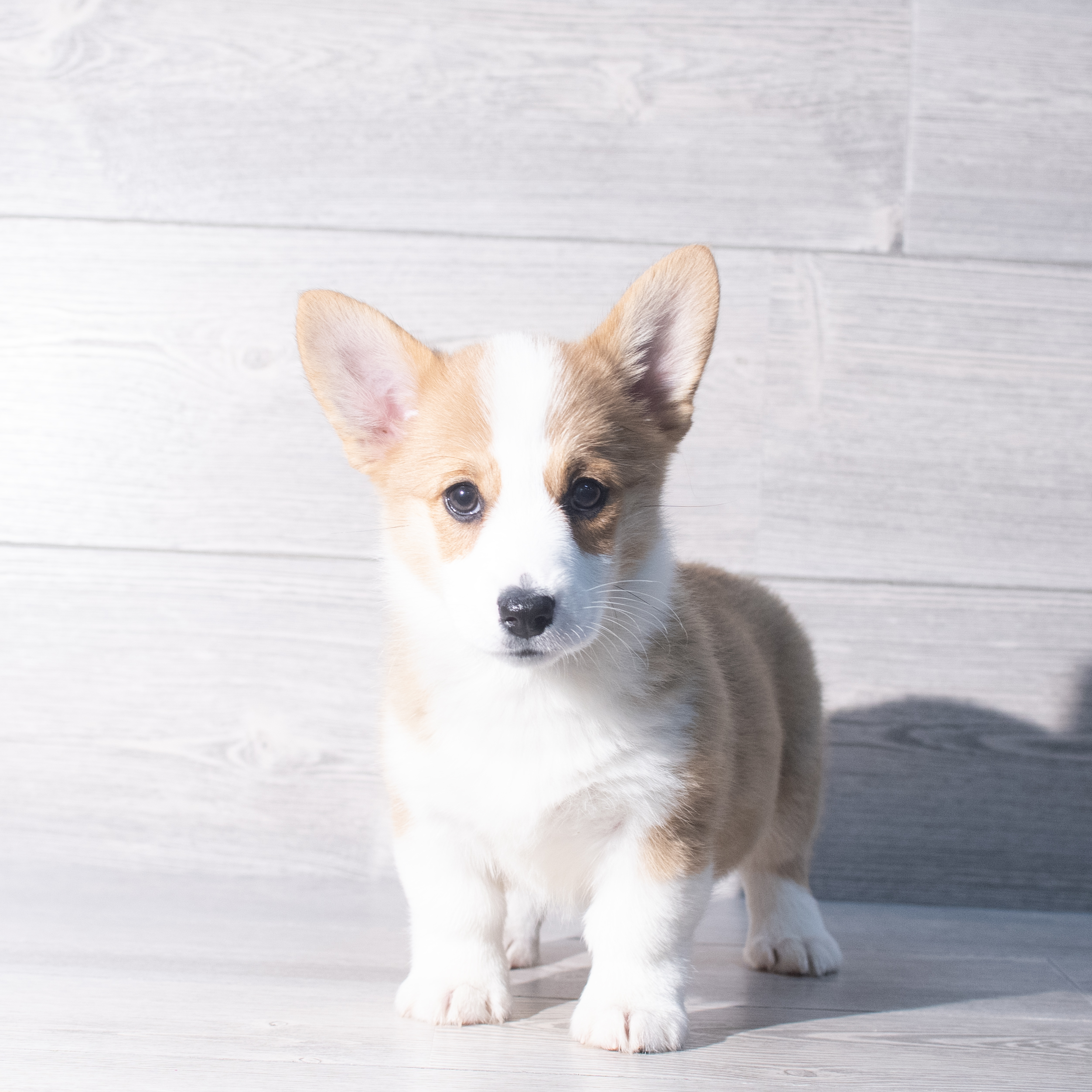 Pembroke Welsh Corgi (F) 2337 Image #1