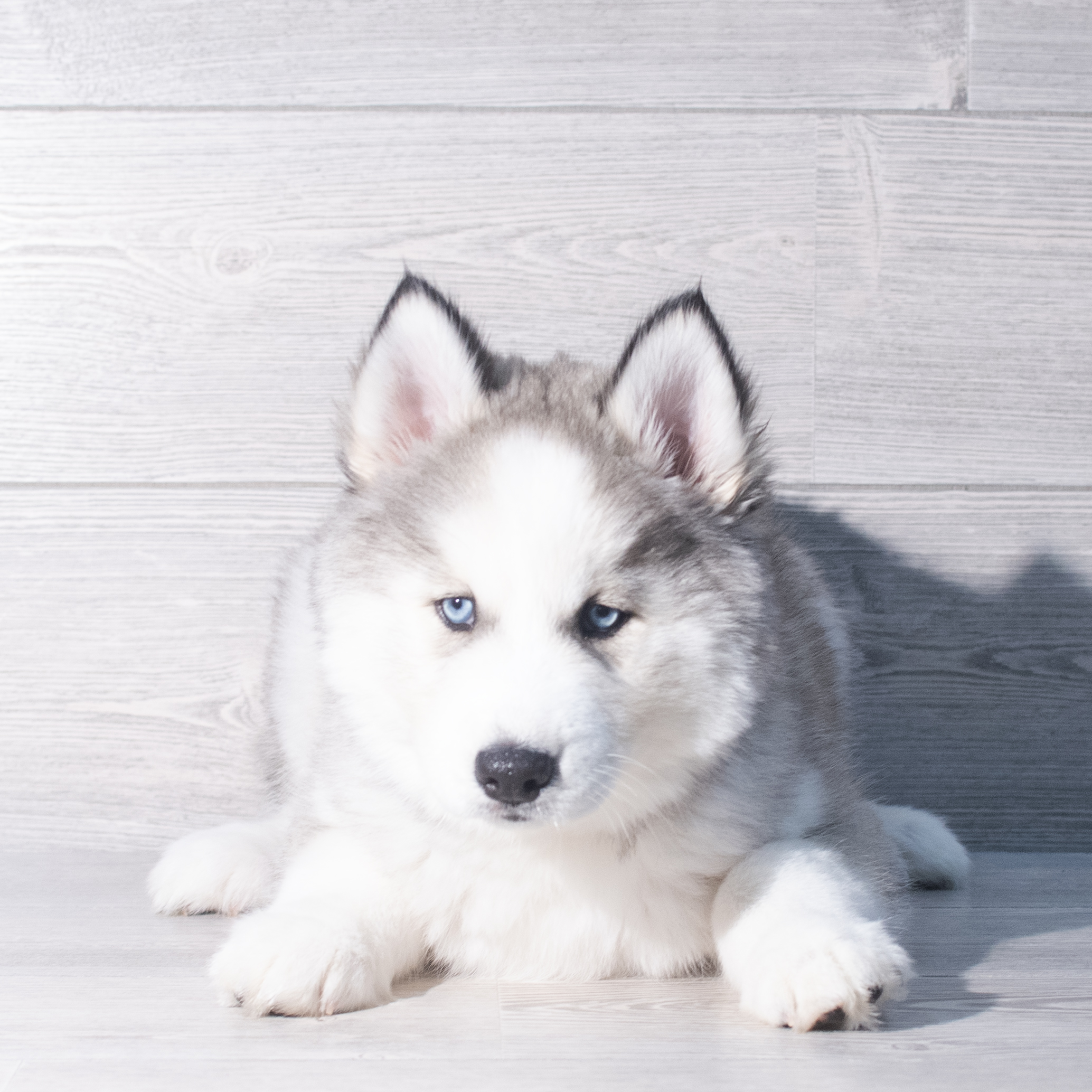 Siberian Husky (F) 2338 Image #1