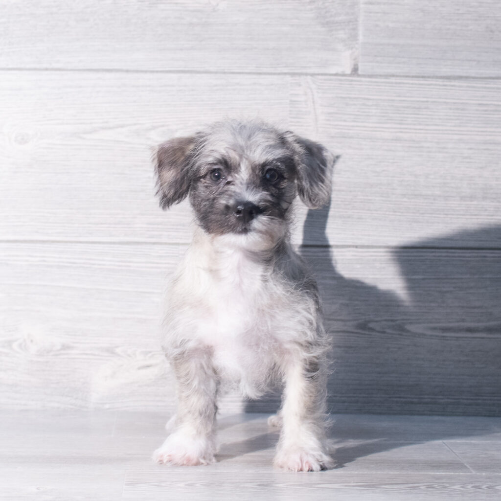 [#26612-02]  - Blue Merle F Westipoo Puppies for Sale