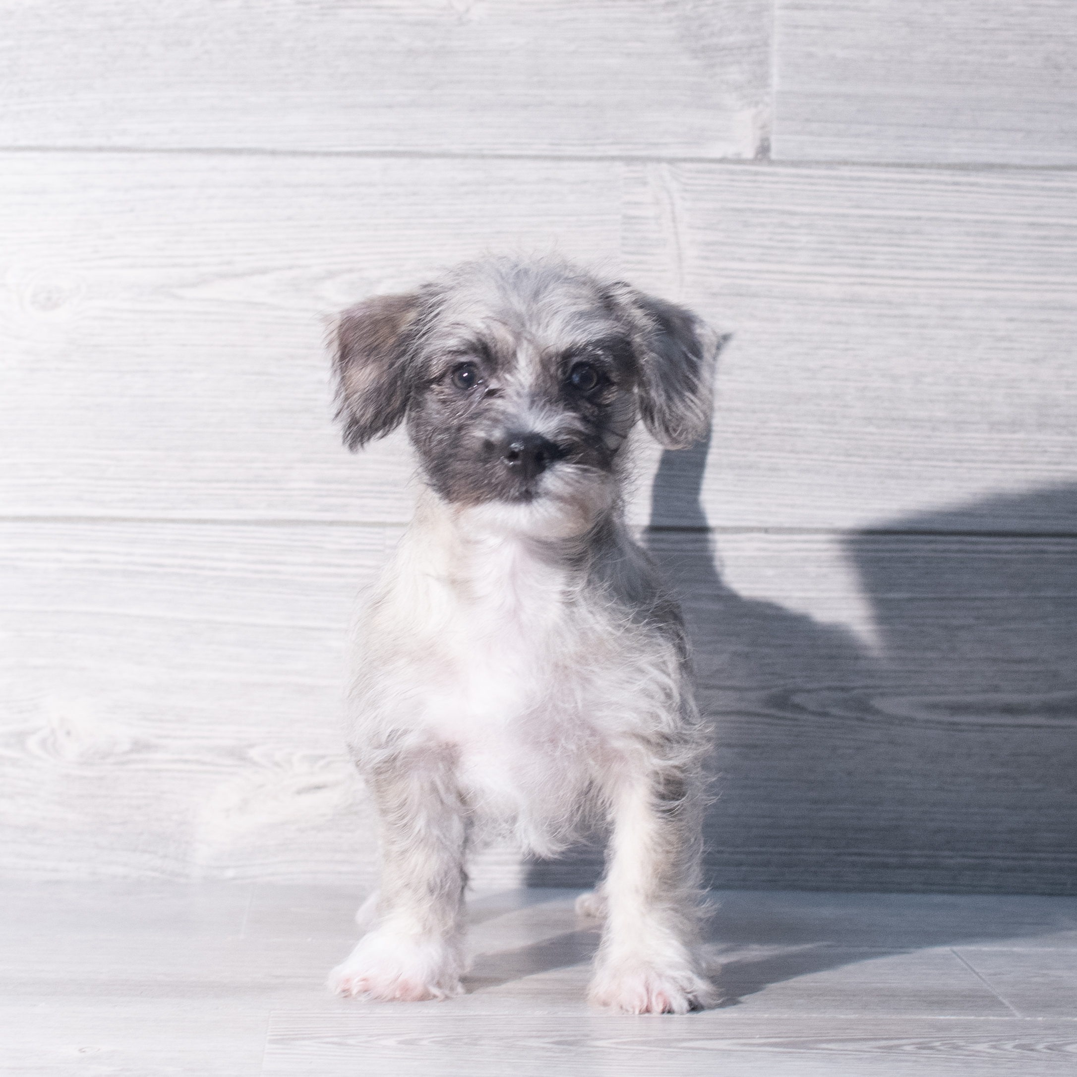 Westipoo (F) 2321 Image #1