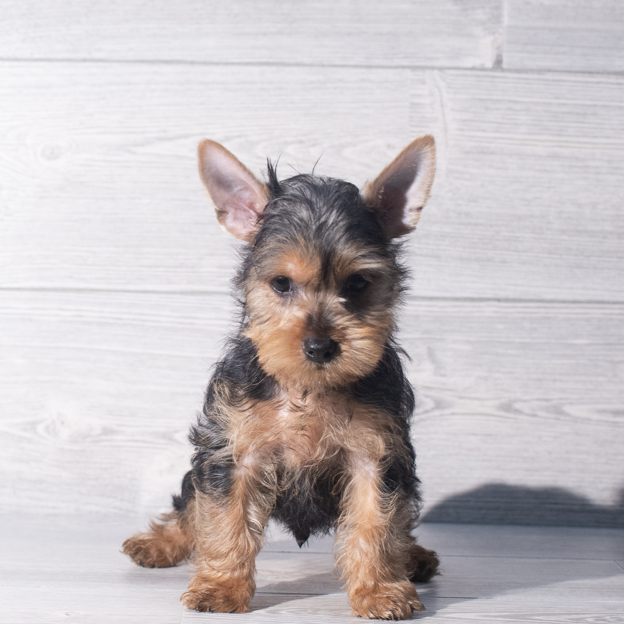 Yorkshire Terrier (M) 2319 Image #1