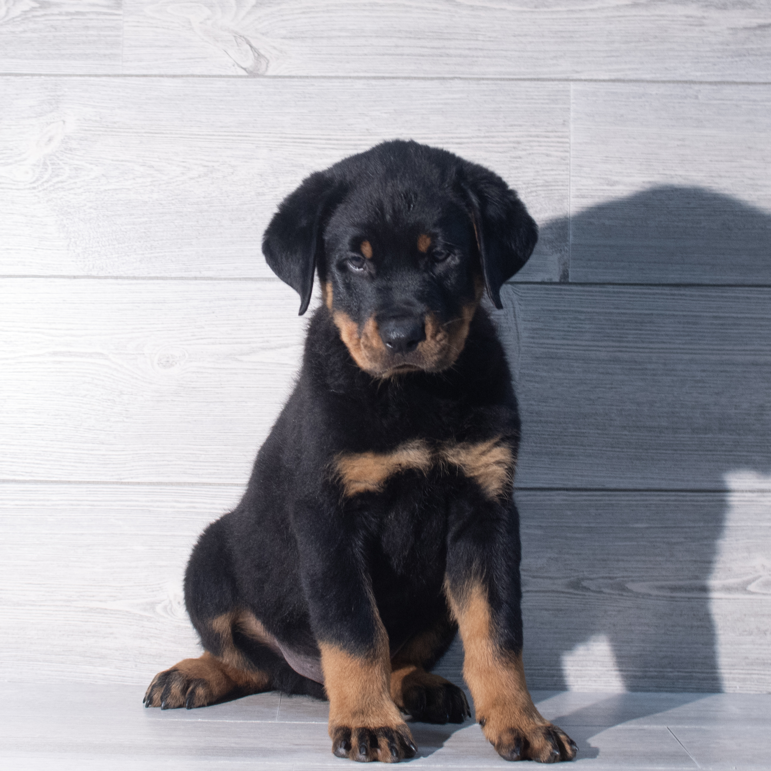 Rottweiler (M) 2316 Image #1