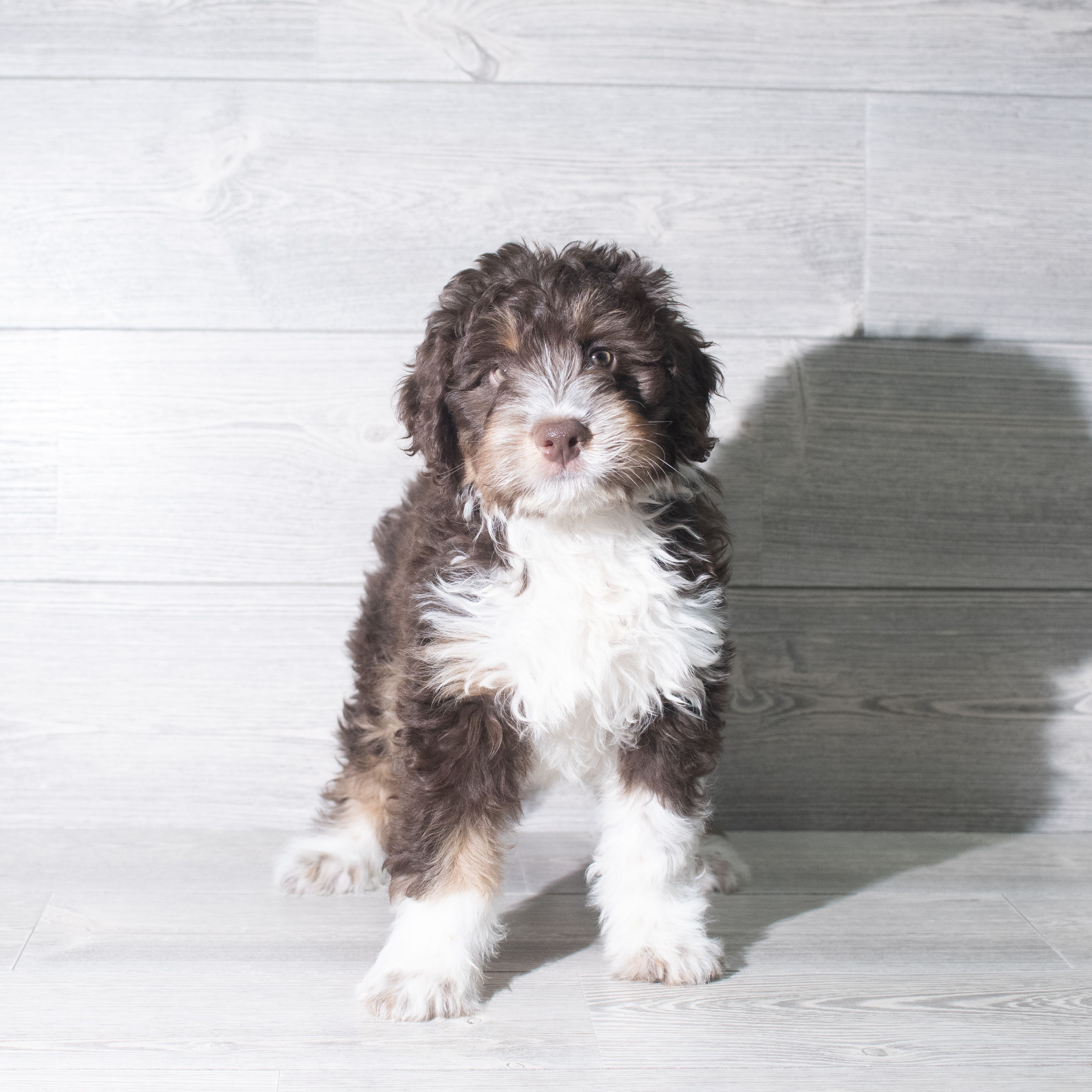 Aussiedoodle (M) 5939 Image #1