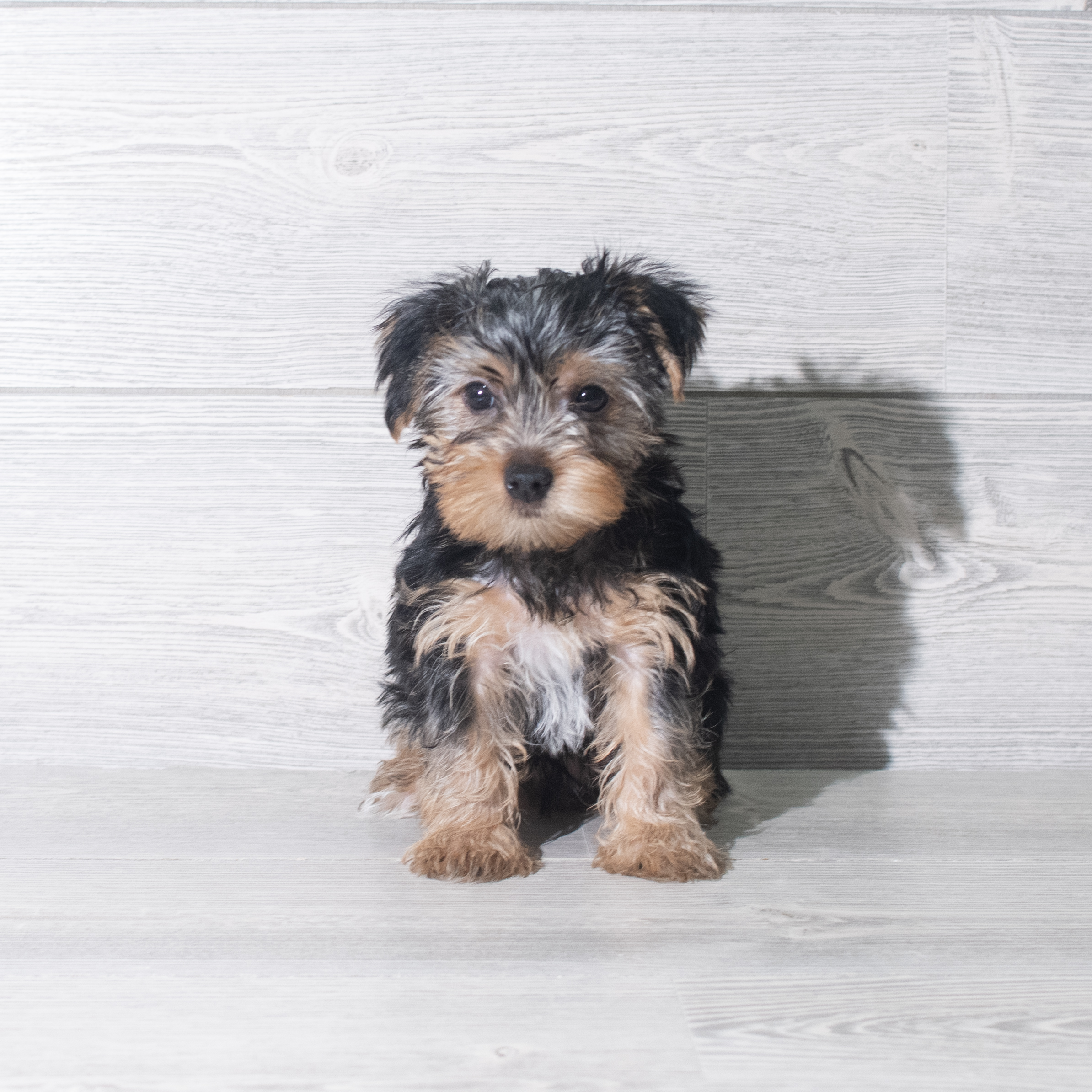 Yorkshire Terrier (M) 5943 Image #1