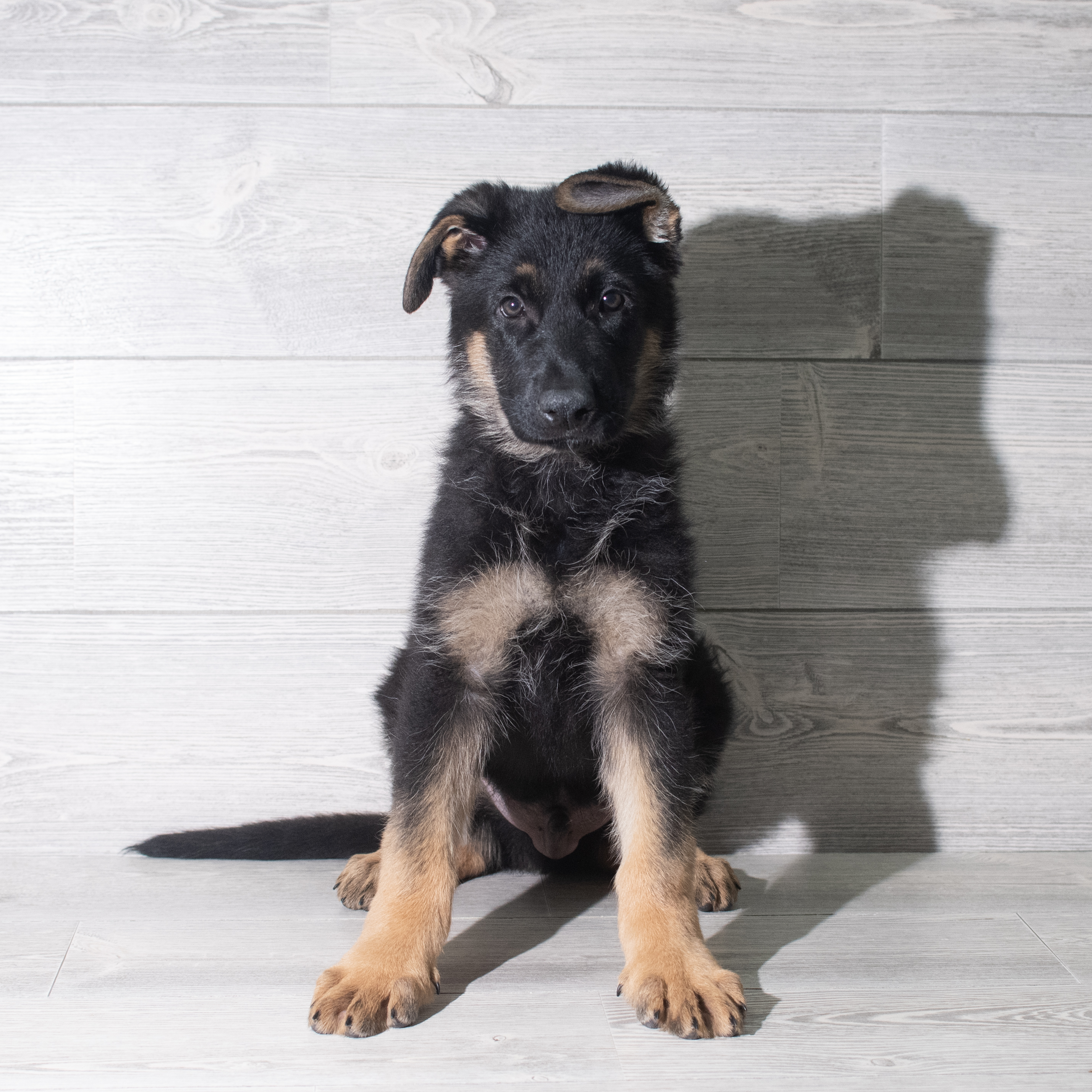 German Shepherd Dog (M) 5941 Image #1