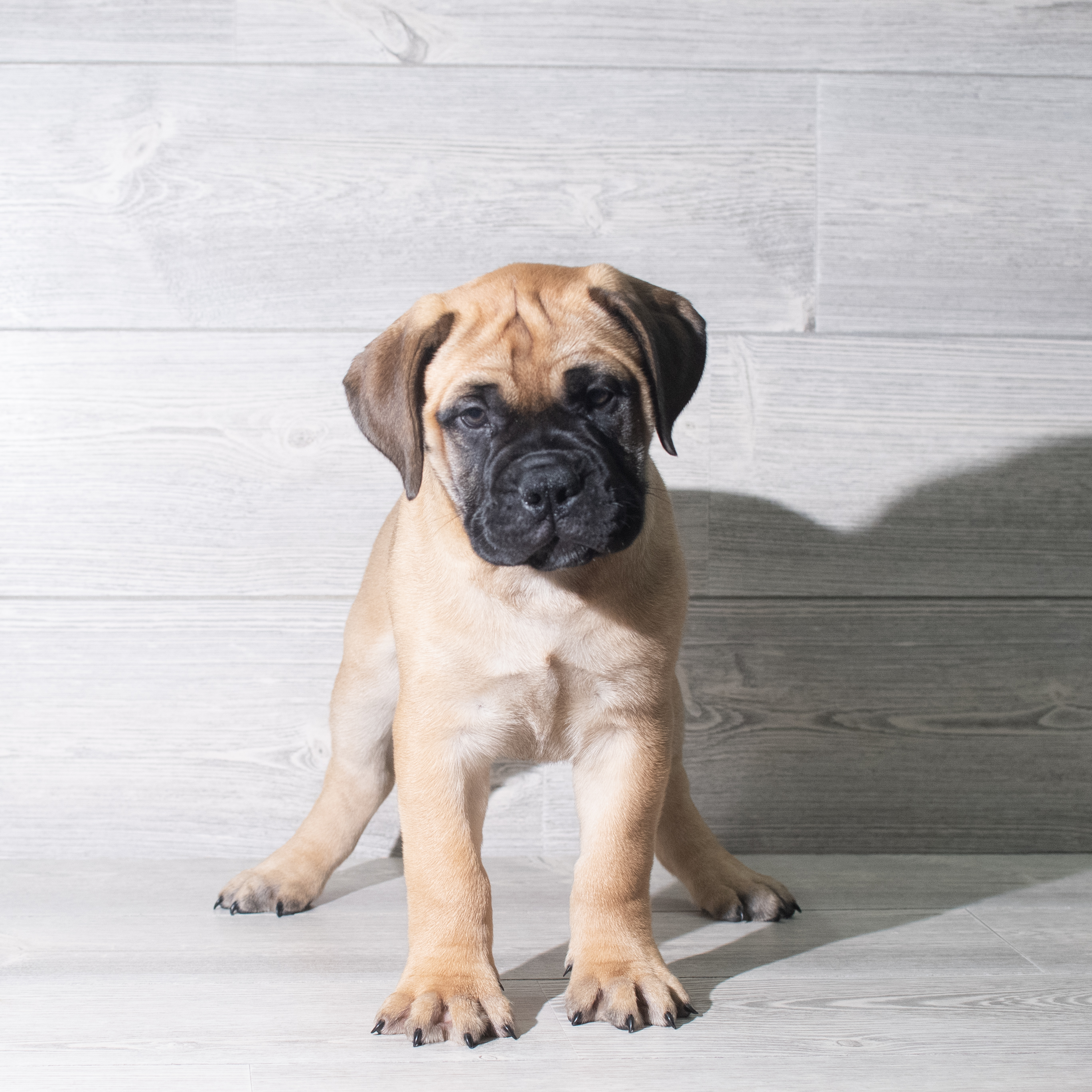 Bullmastiff (F) 5940 Image #1