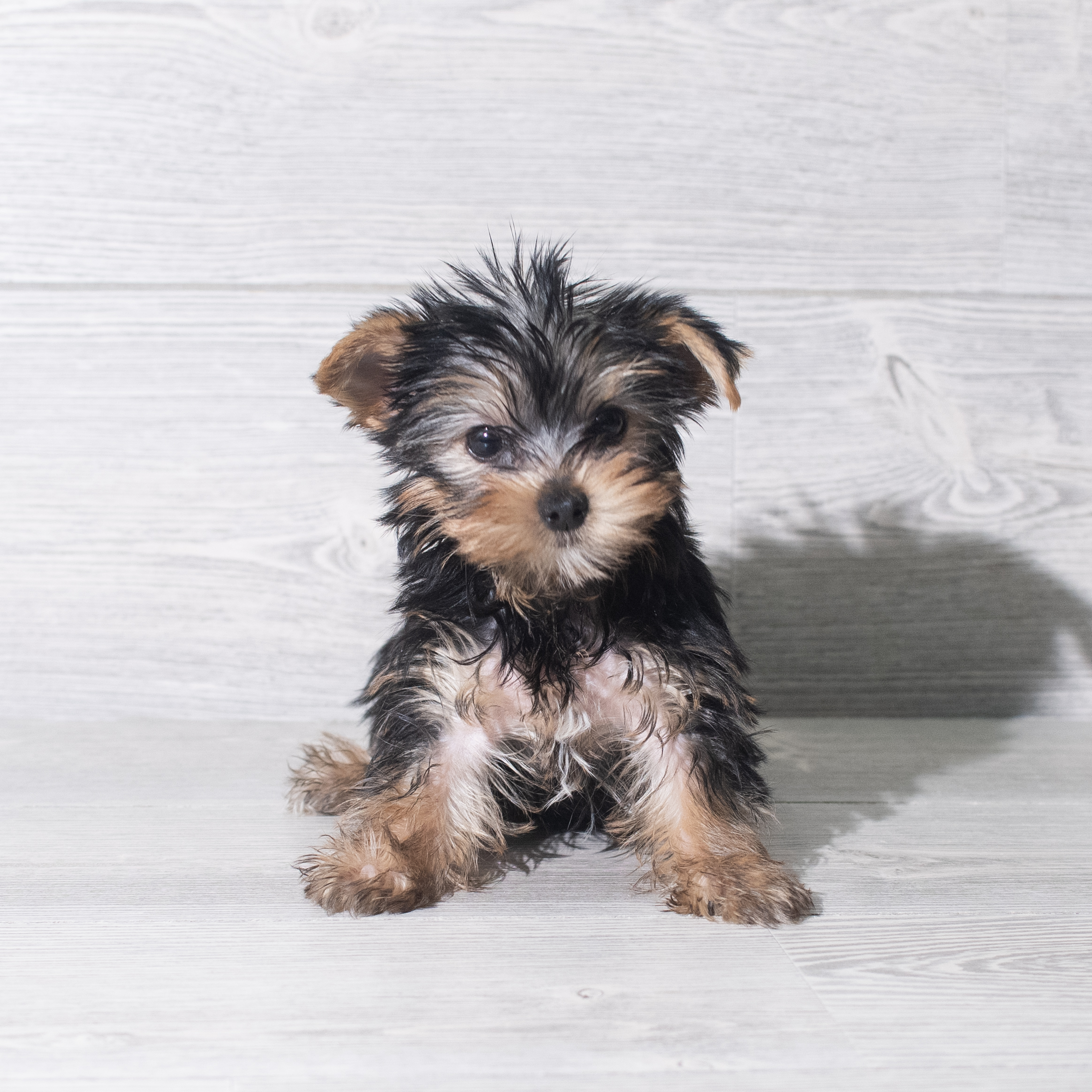 Yorkshire Terrier (F) 5930 Image #1