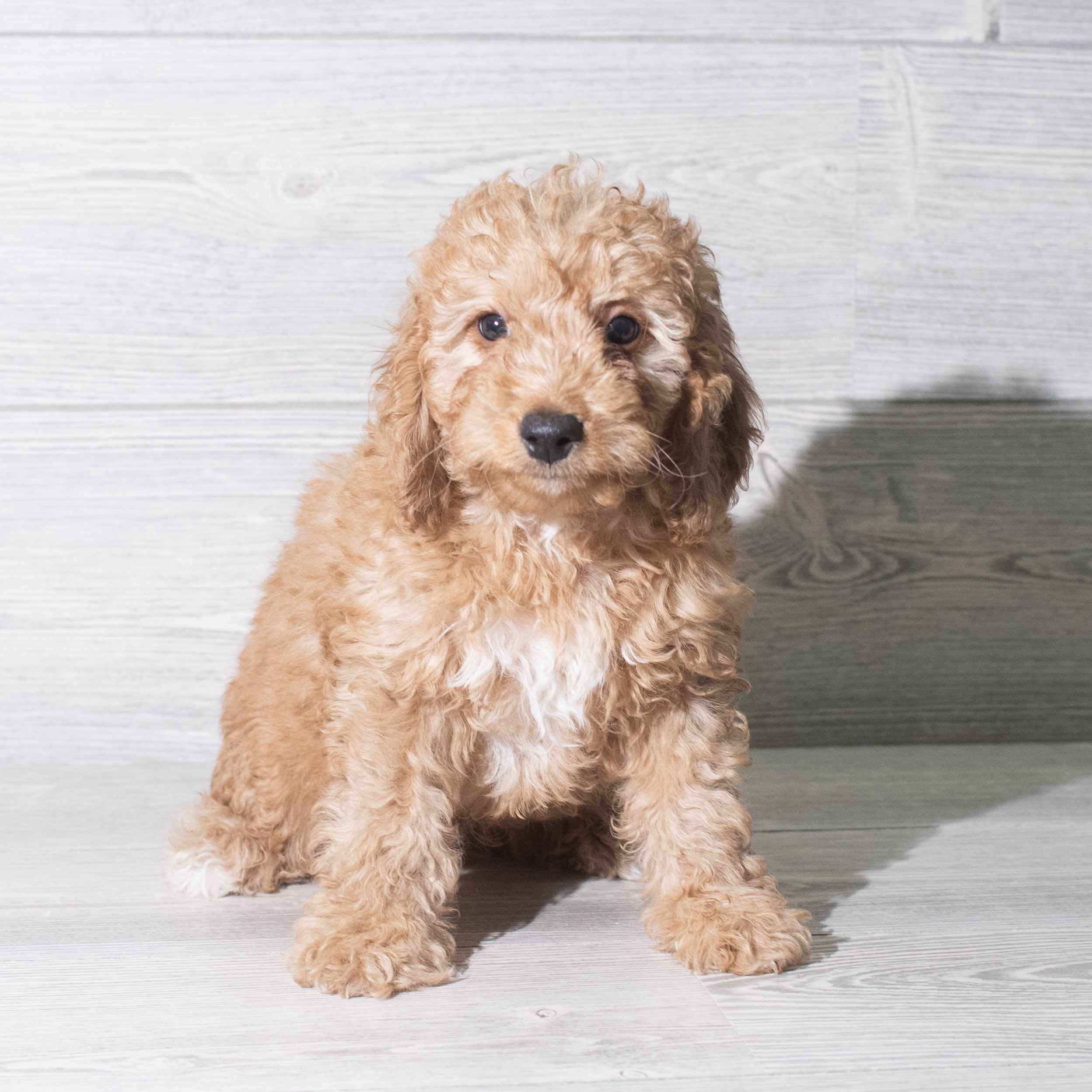Goldendoodle Mini (M) 5931 Image #1