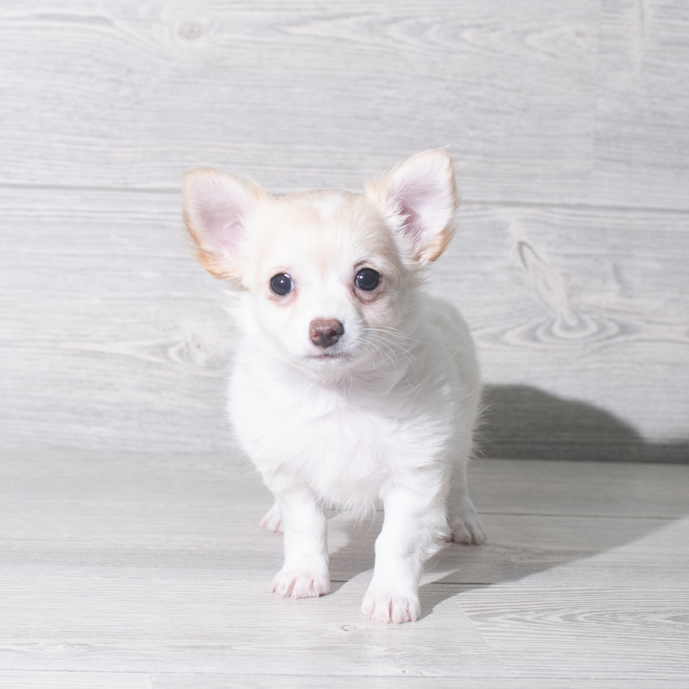 Chihuahua (M) 5932 Image #1