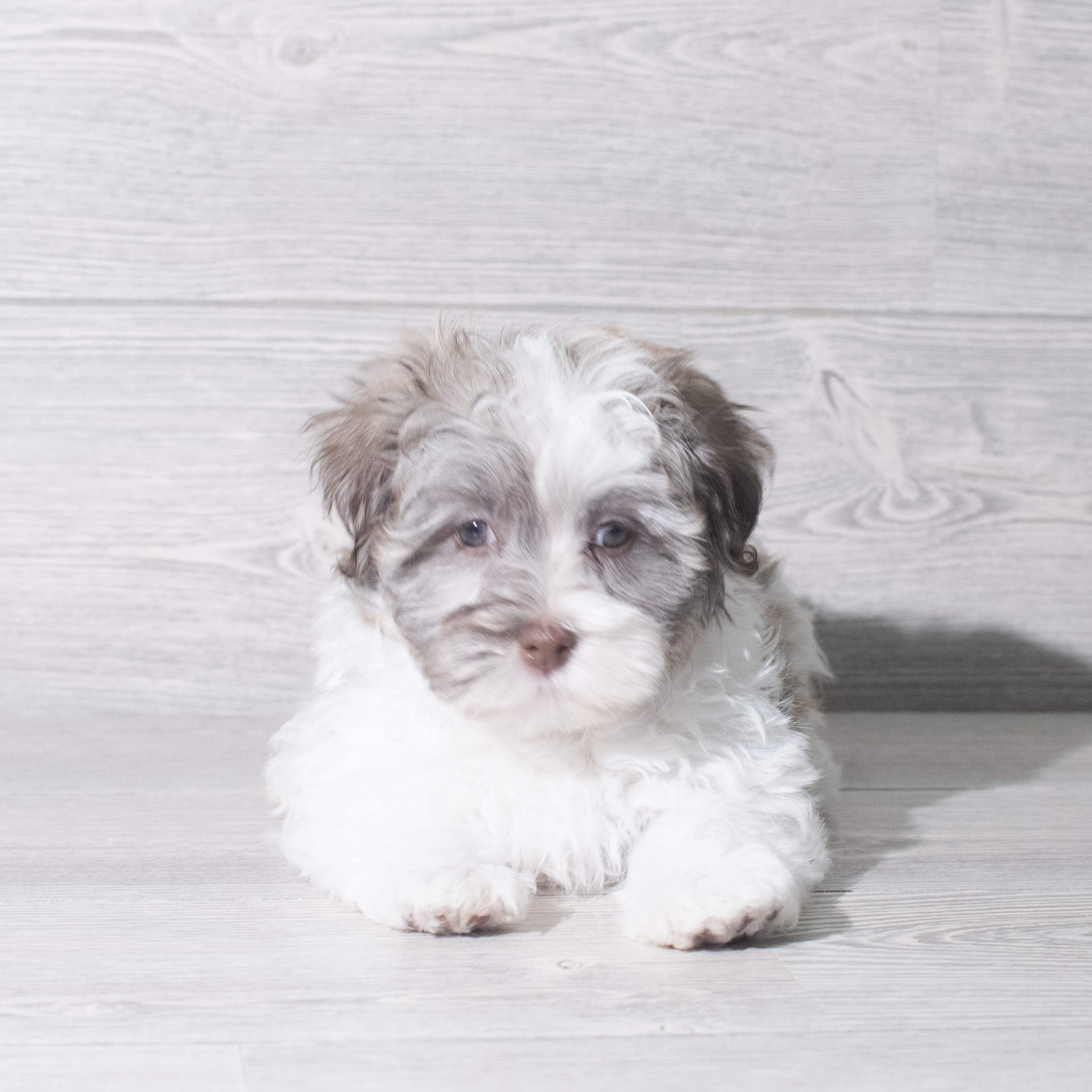Havanese (M) 5934 Image #1