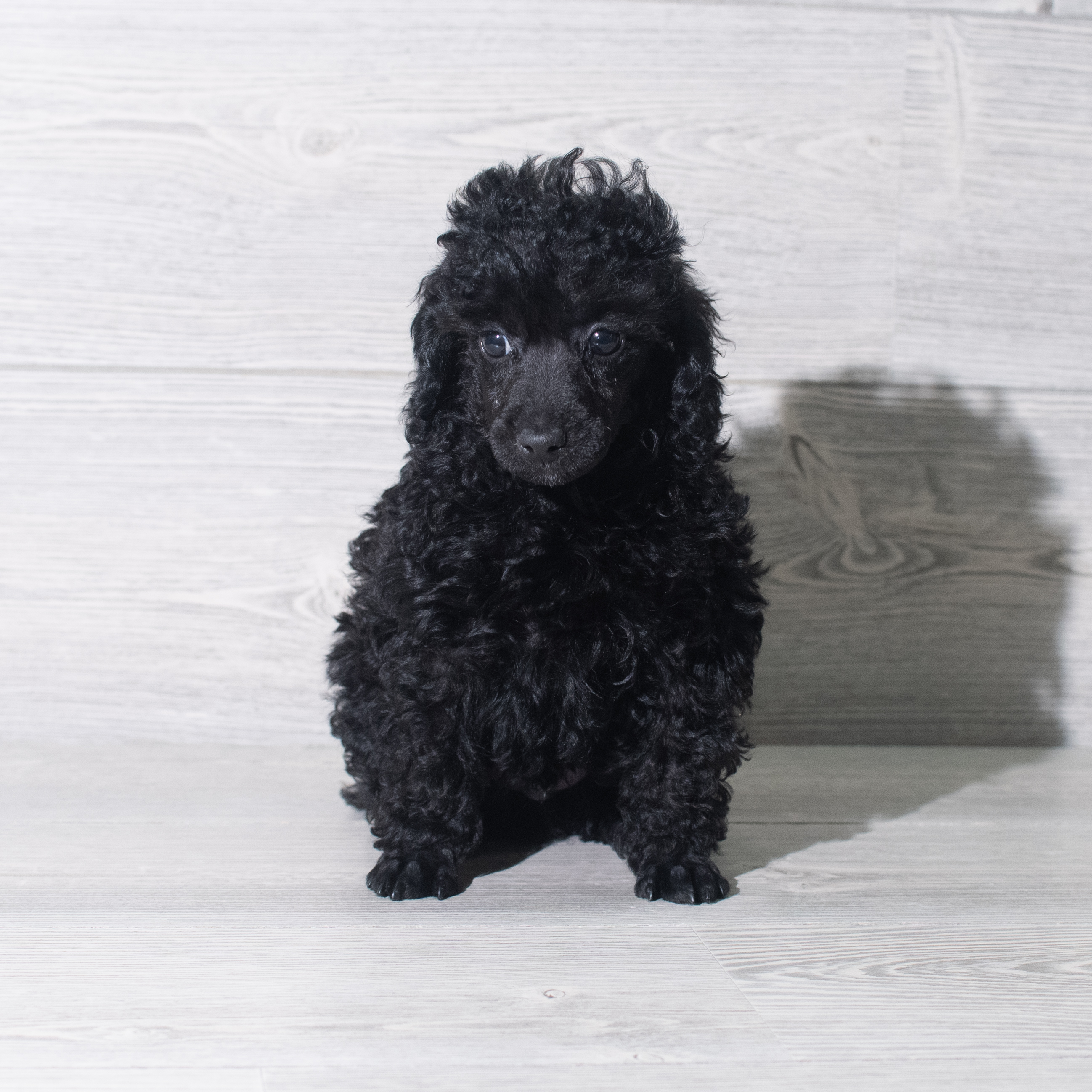 Poodle Mini (M) 5935 Image #1