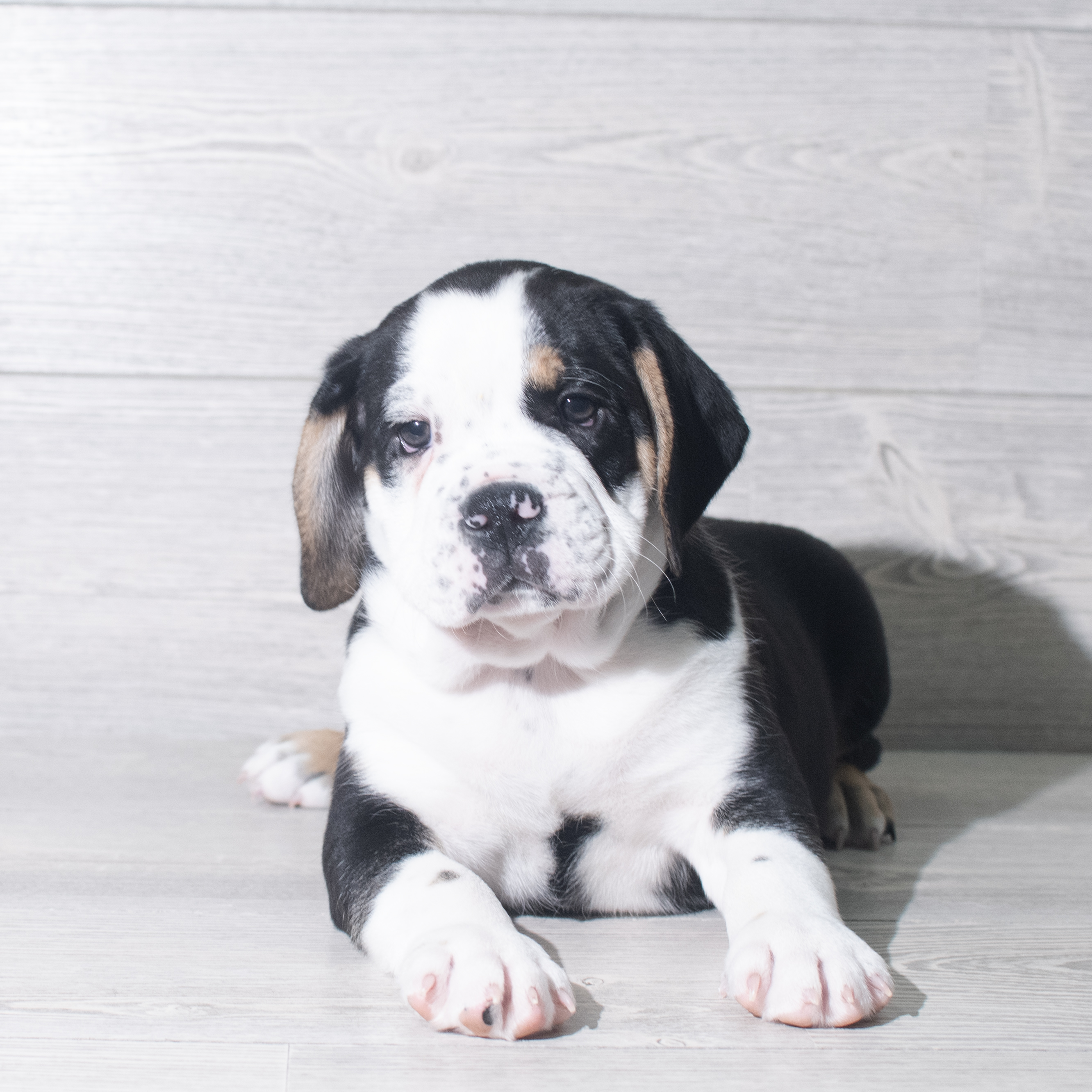 Bulldog Mini (M) 5937 Image #1