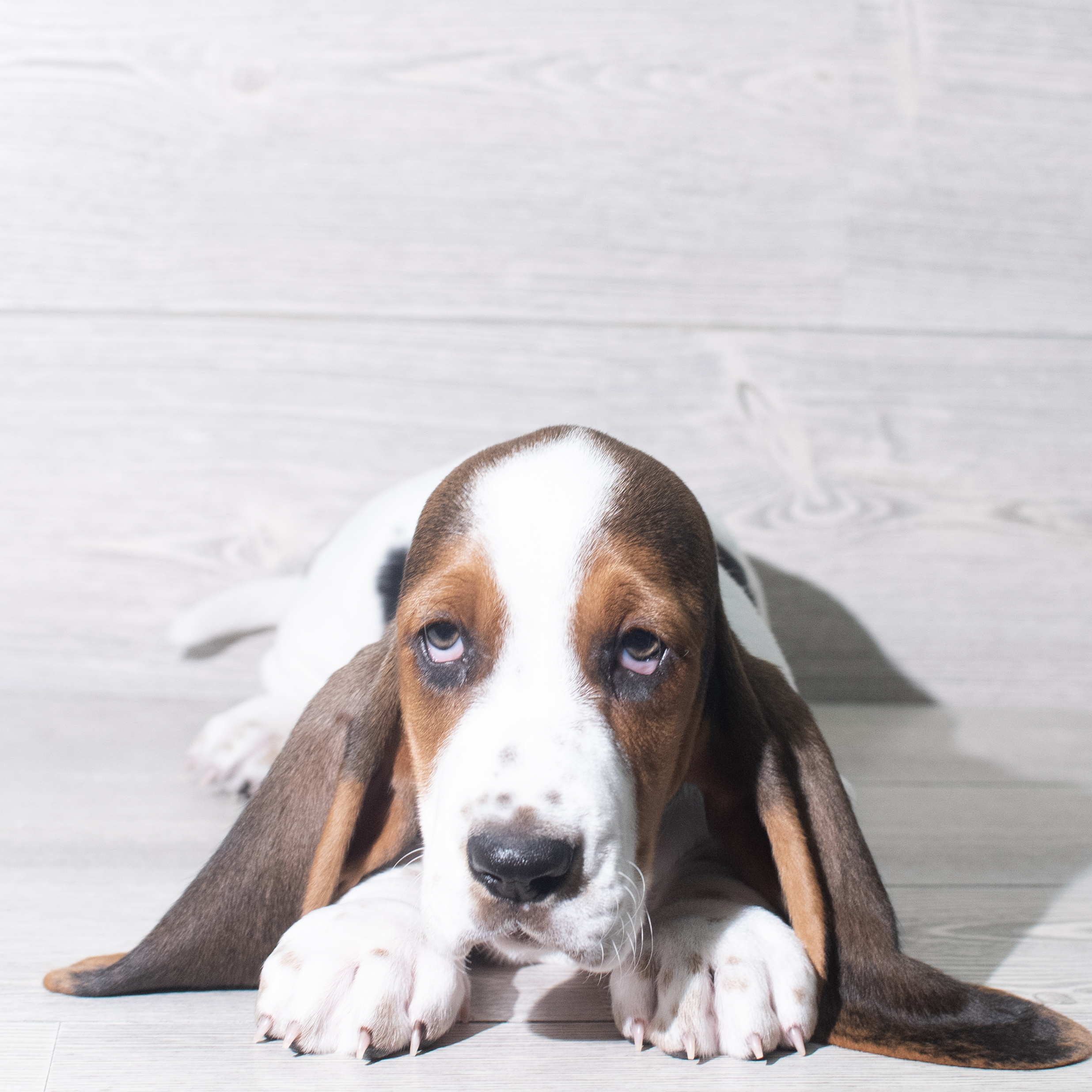 Basset Hound (M) 5938 Image #1