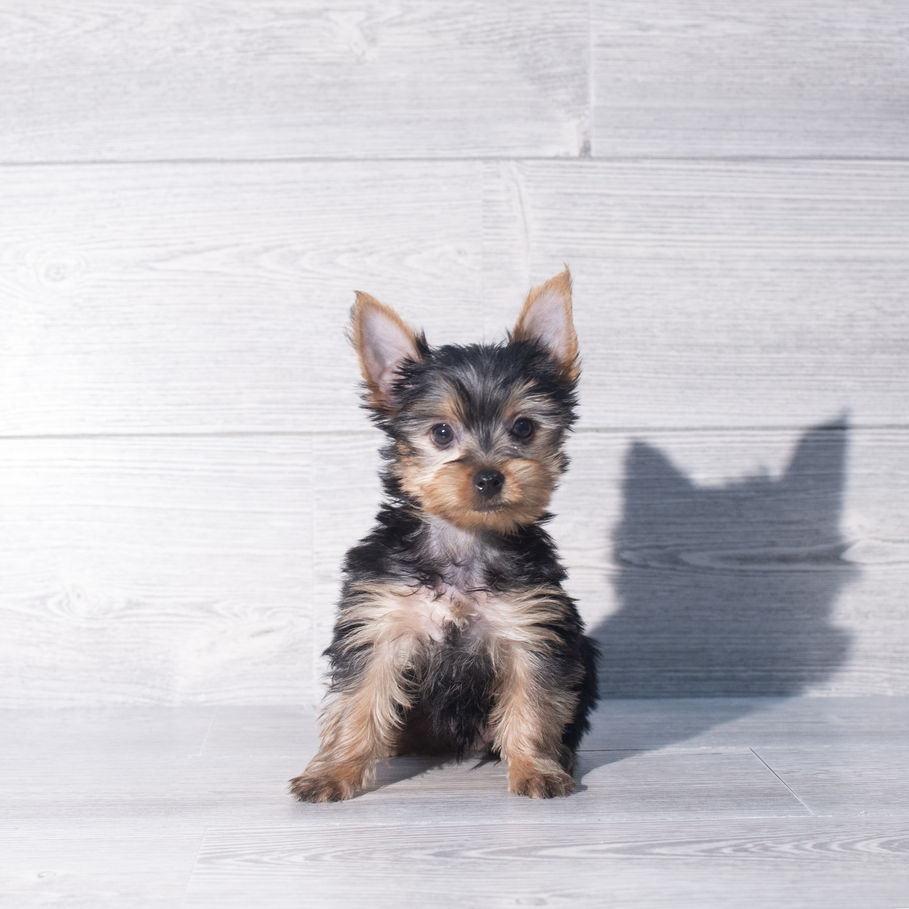 Yorkshire Terrier (M) 2344 Image #1