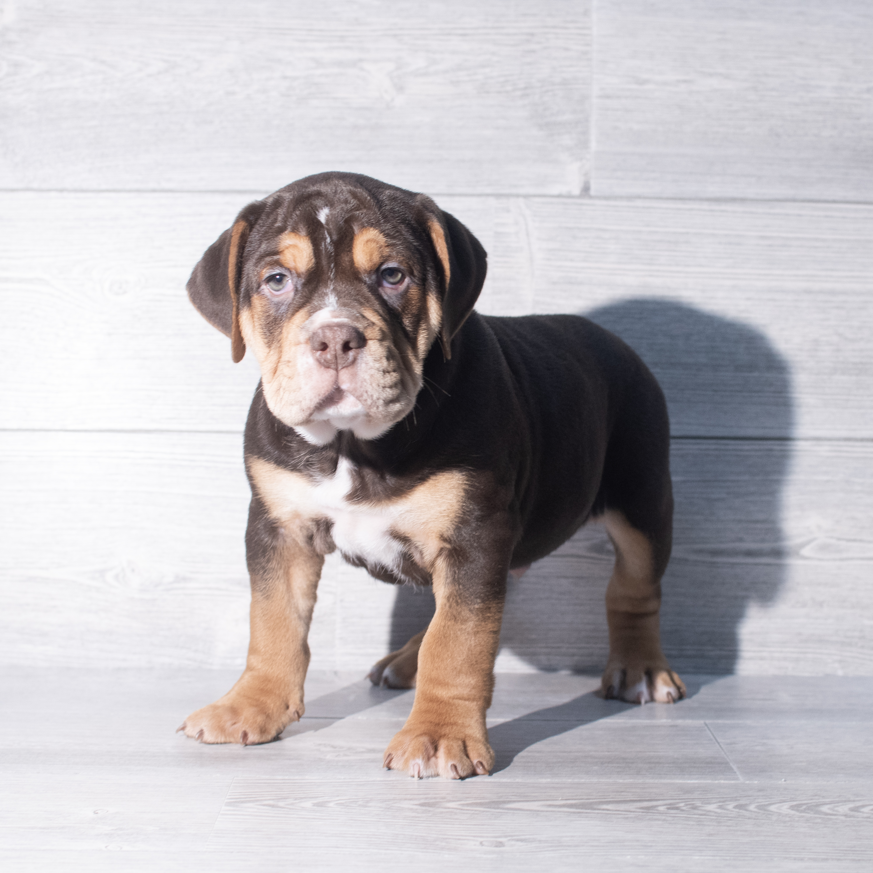 Bulldog Mini (M) 2347 Image #1