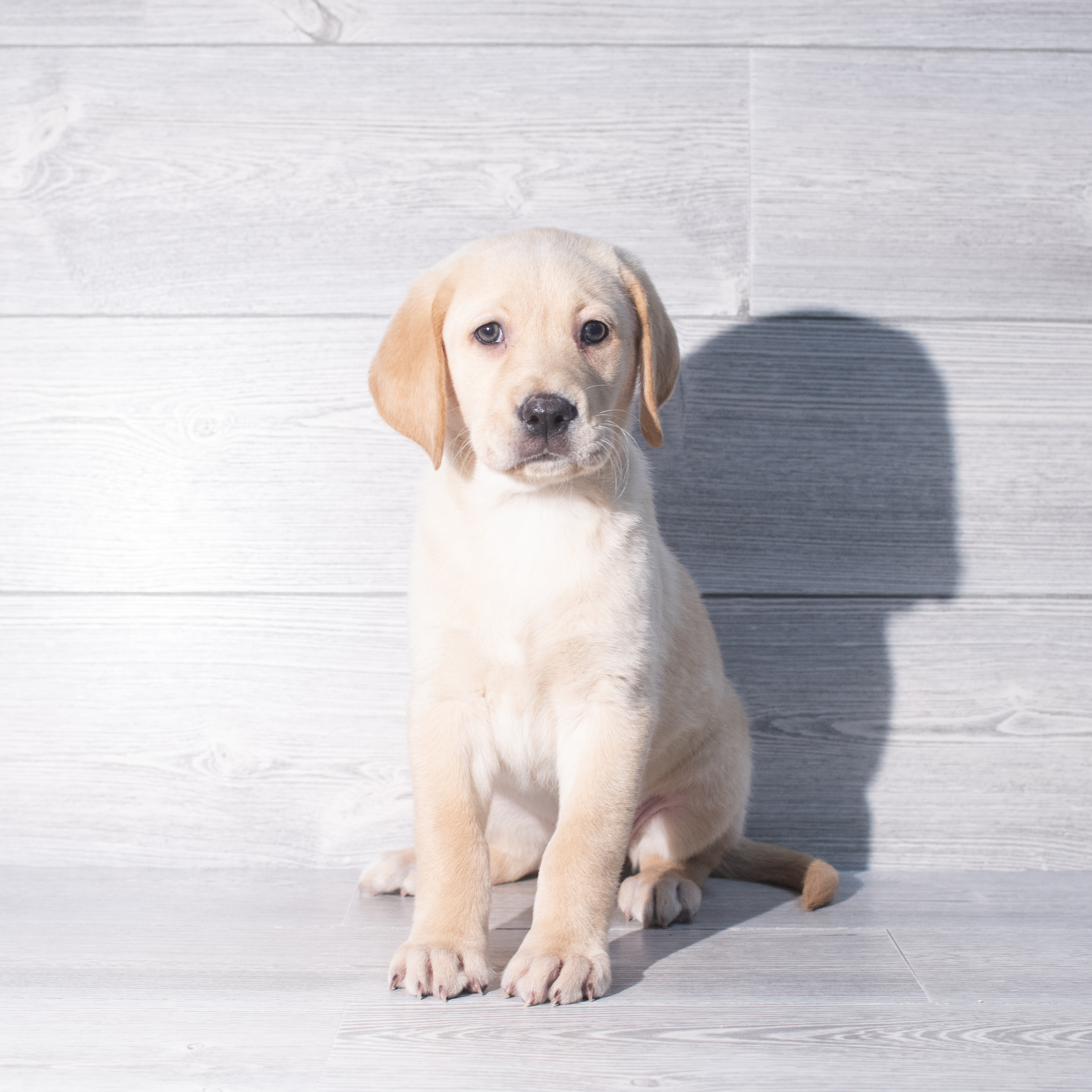 Labrador Retriever (F) 2349 Image #1