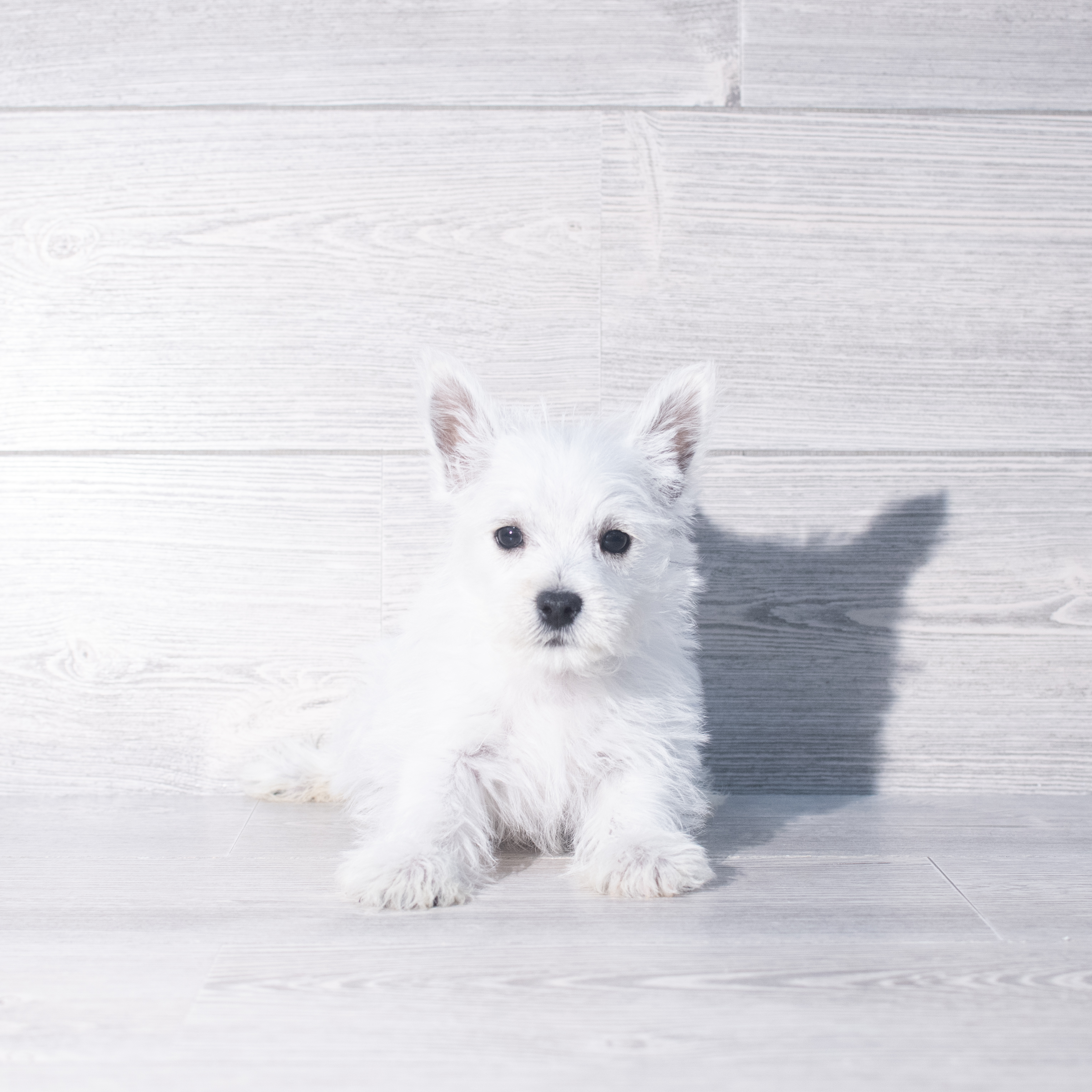 West Highland White Terrier (M) 2342 Image #1