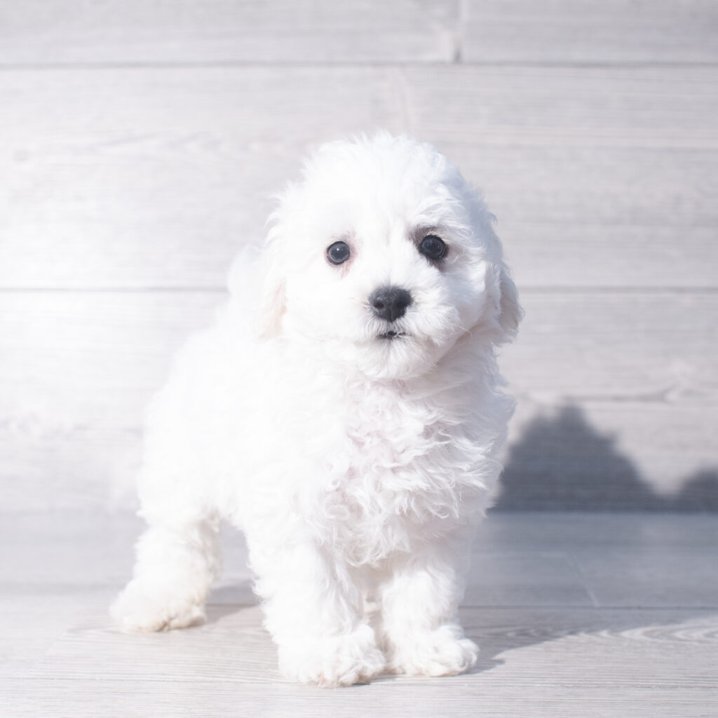 [#26798-02]  - White M Bichon Frise Puppies for Sale