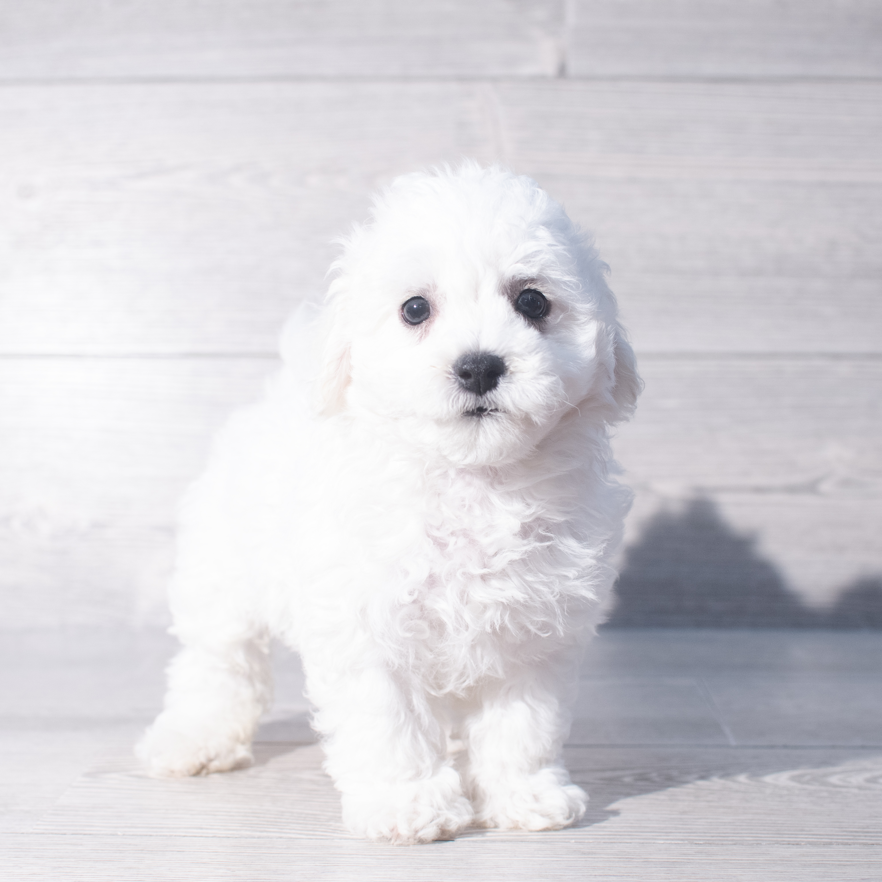 Bichon Frise (M) 2346 Image #1