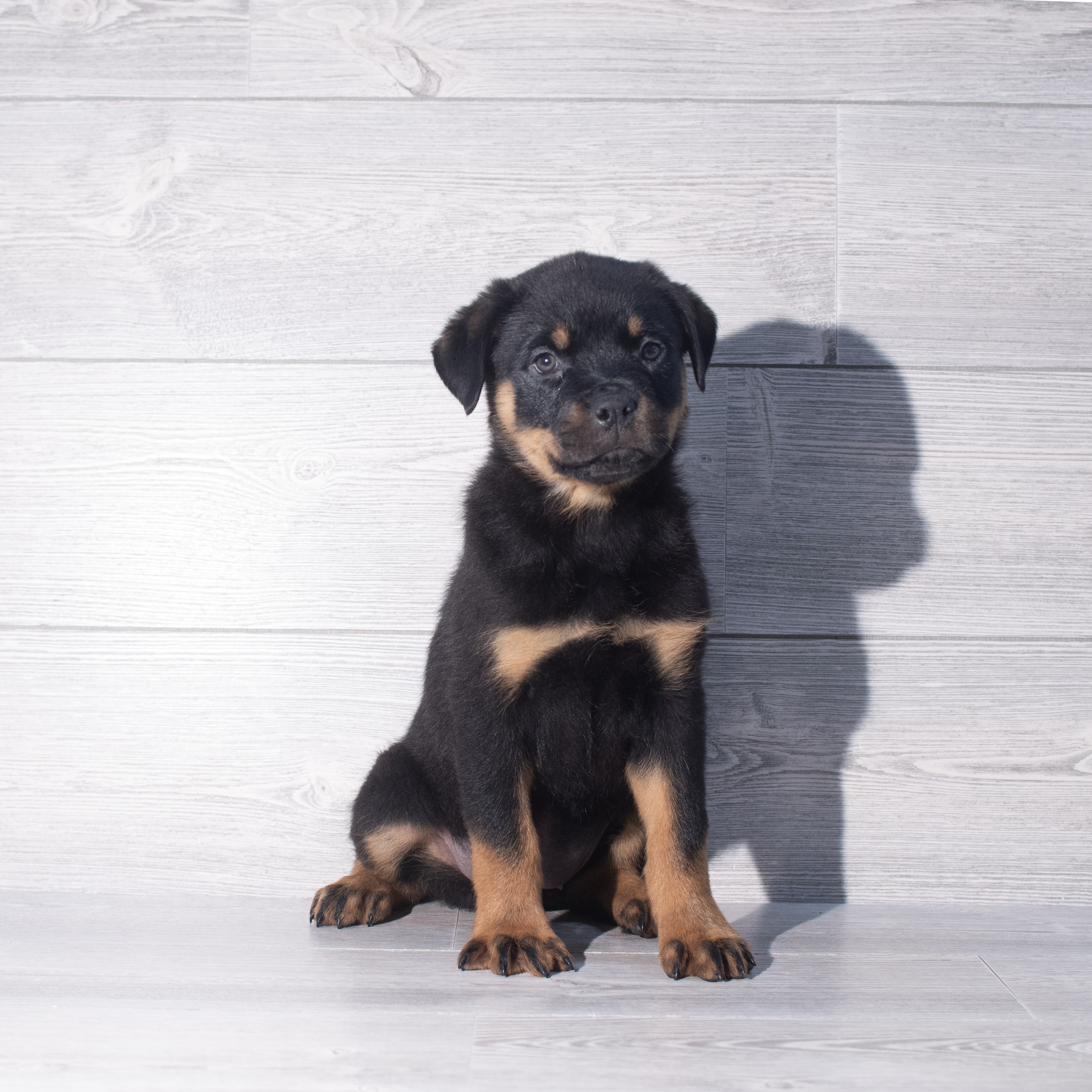 Rottweiler (F) 2340 Image #1