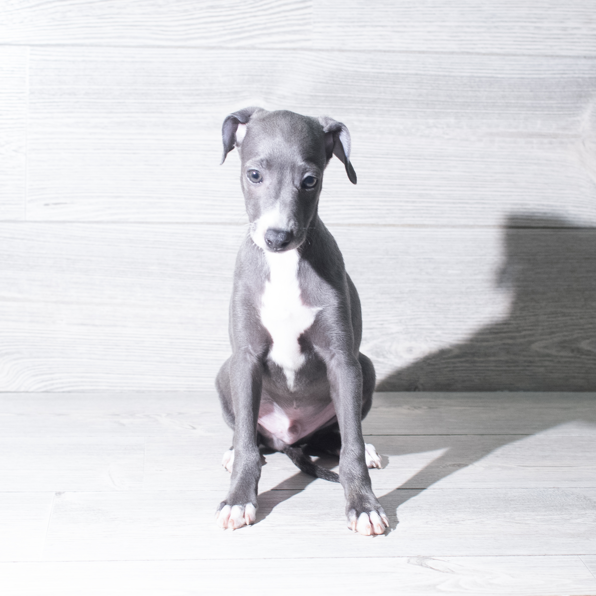 Italian Greyhound (M) 5945 Image #1