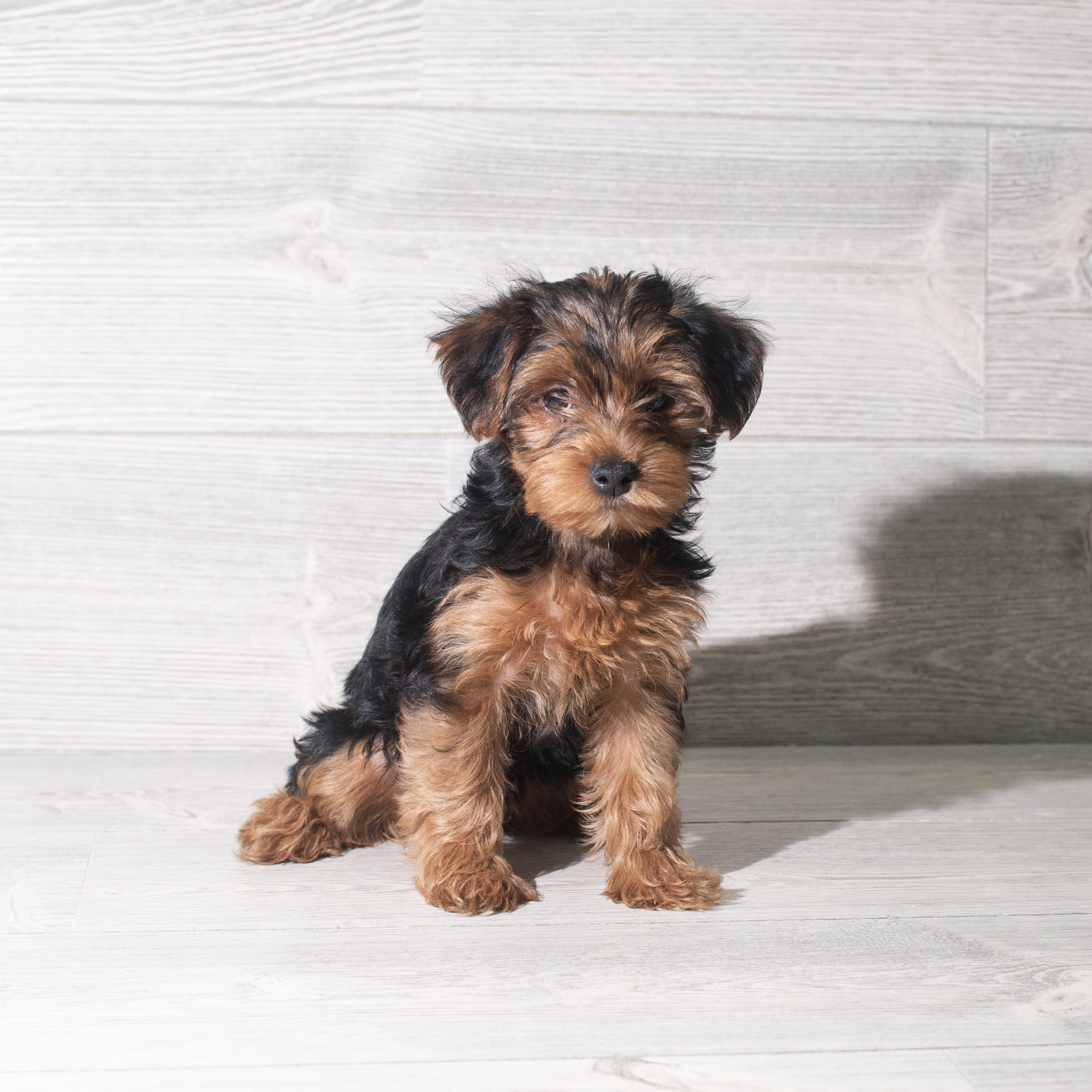 Morkie (F) 5946 Image #1