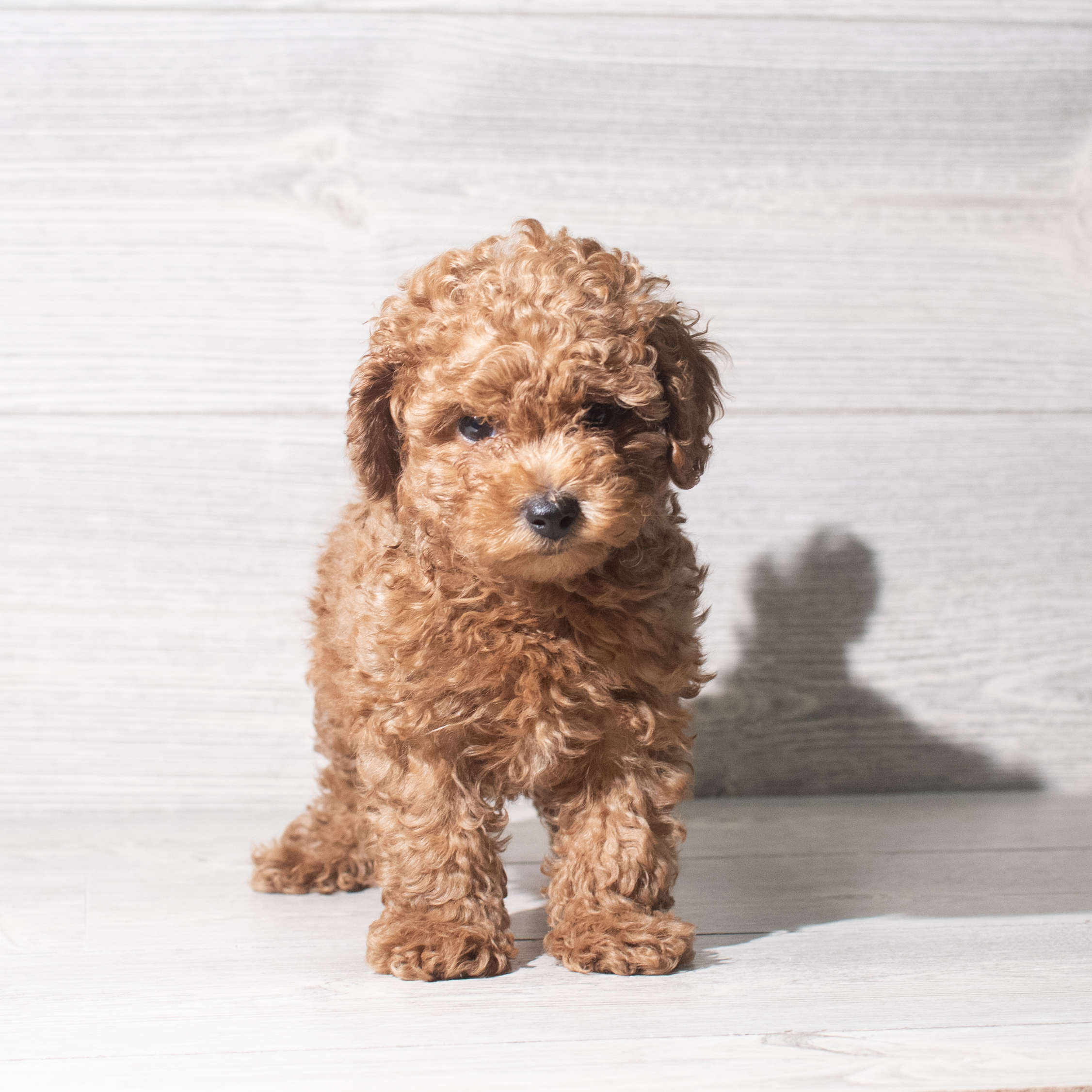 Poodle Mini (M) 5947 Image #1