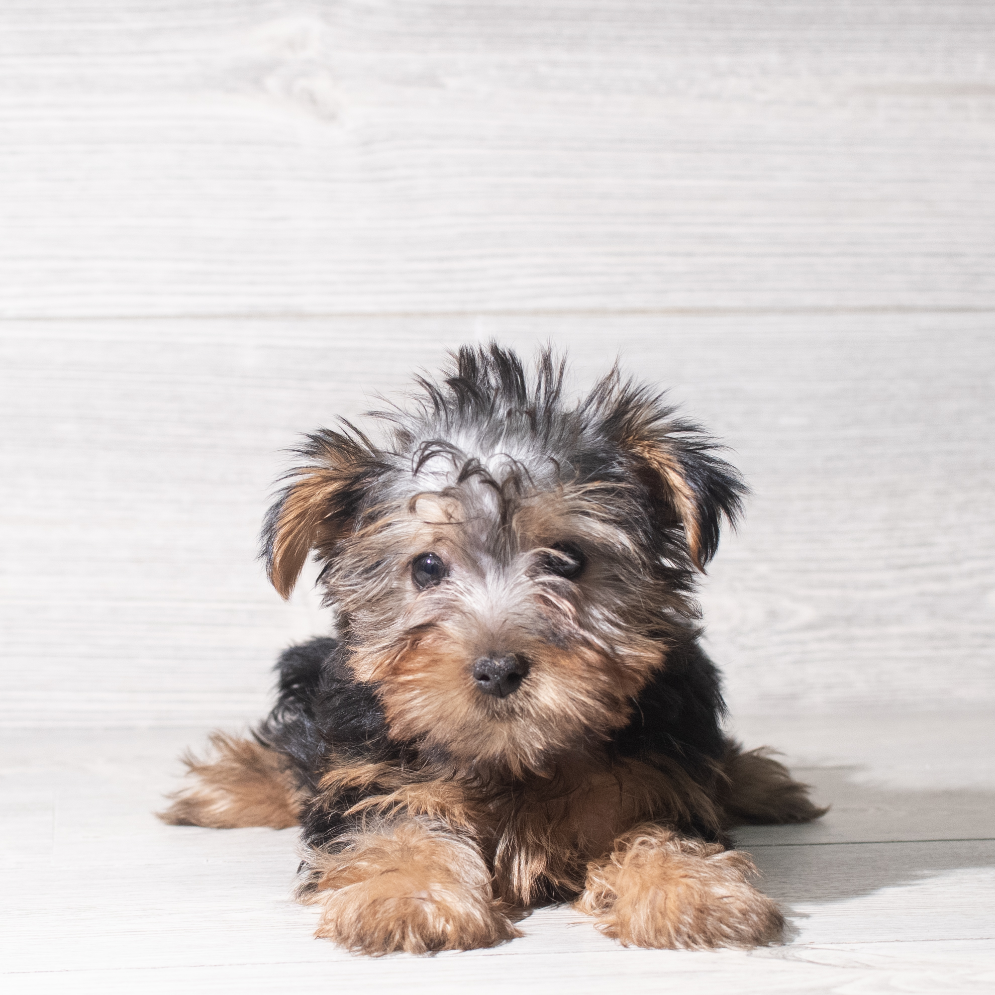Silky Terrier (F) 5948 Image #1