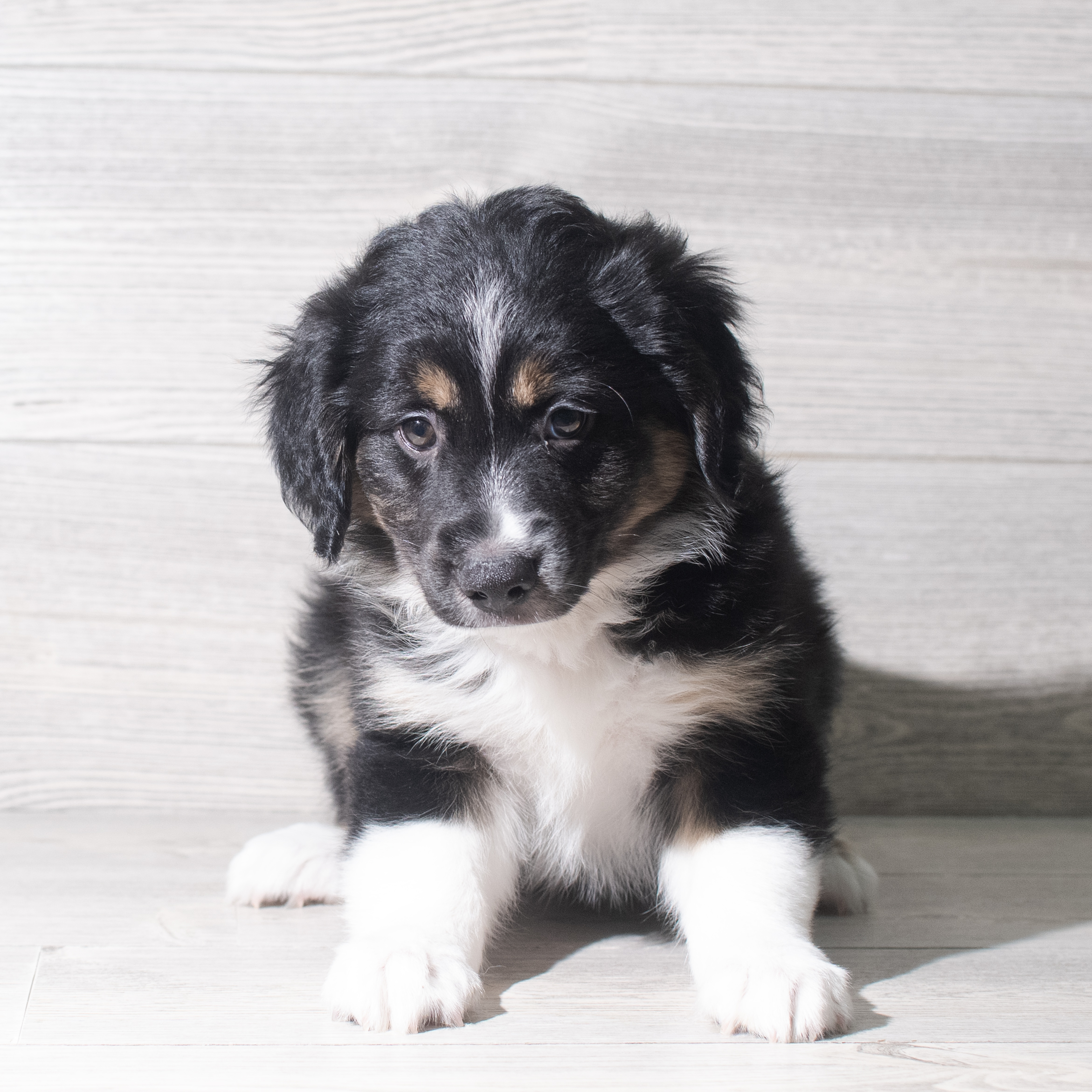 Australian Shepherd (M) 5952 Image #1