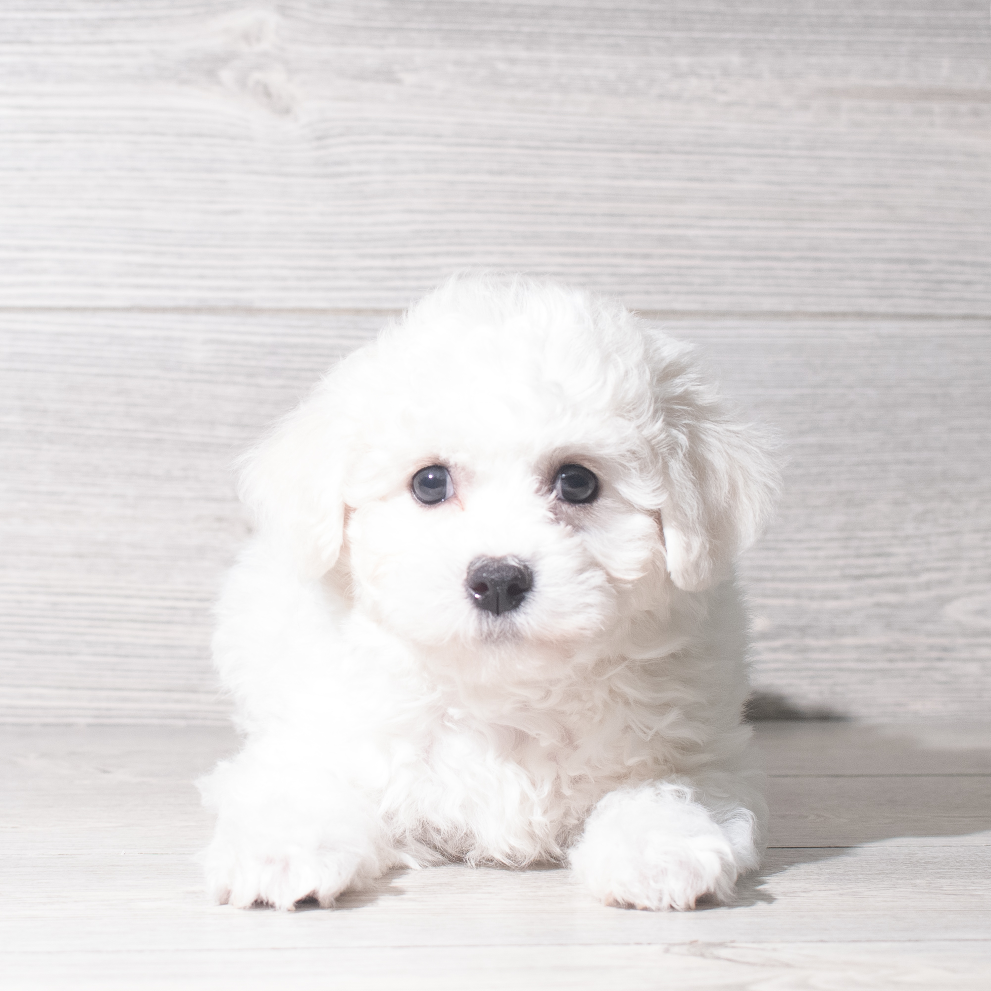 Bichon Frise (M) 5953 Image #1