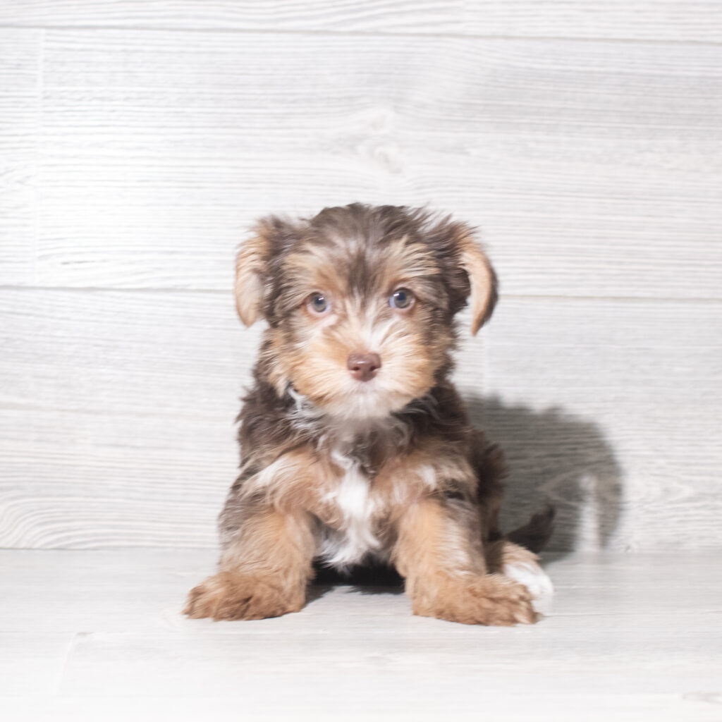[#26727-01]  - Chocolate / Tan F Yorkshire Terrier Puppies for Sale