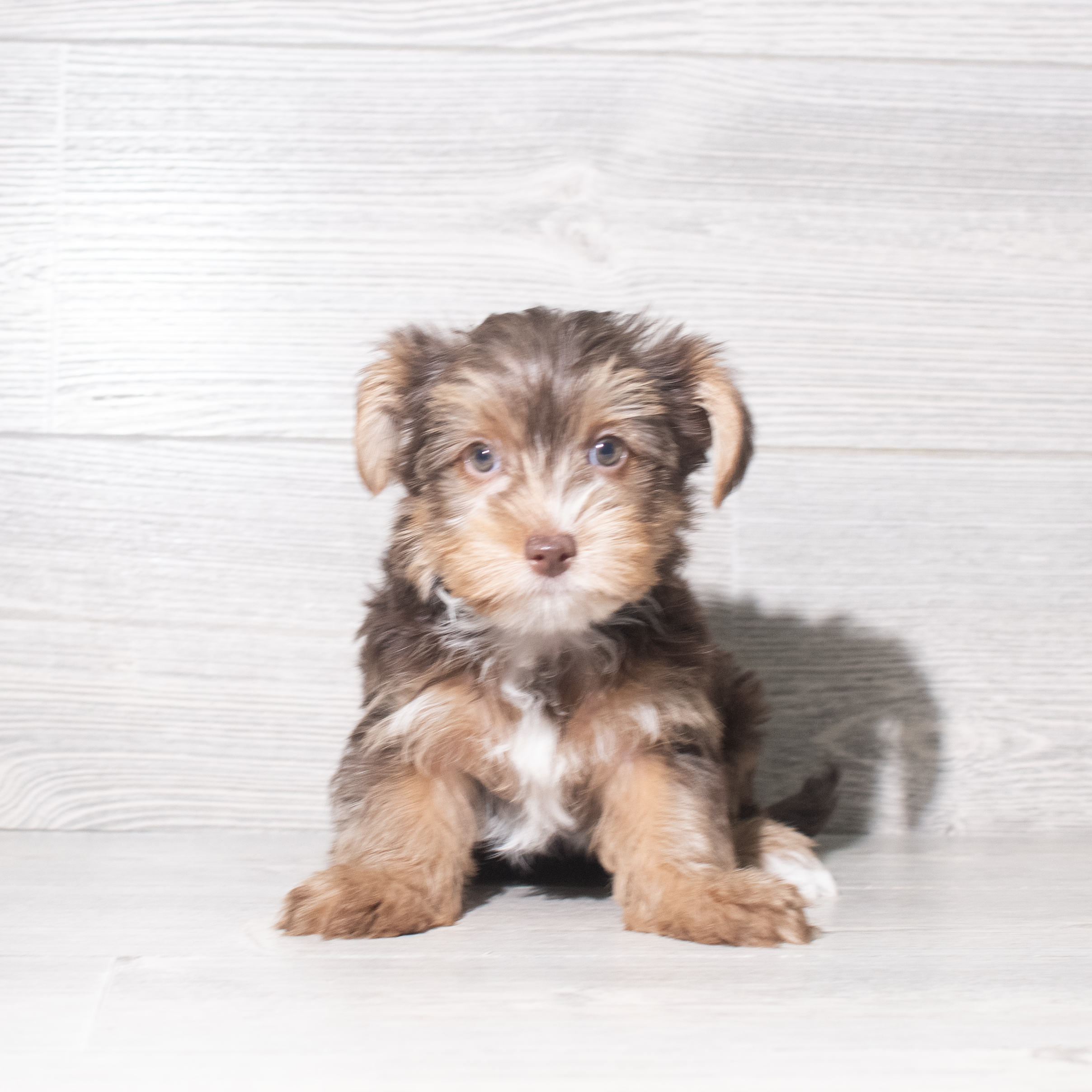 Yorkshire Terrier (F) 5954 Image #1