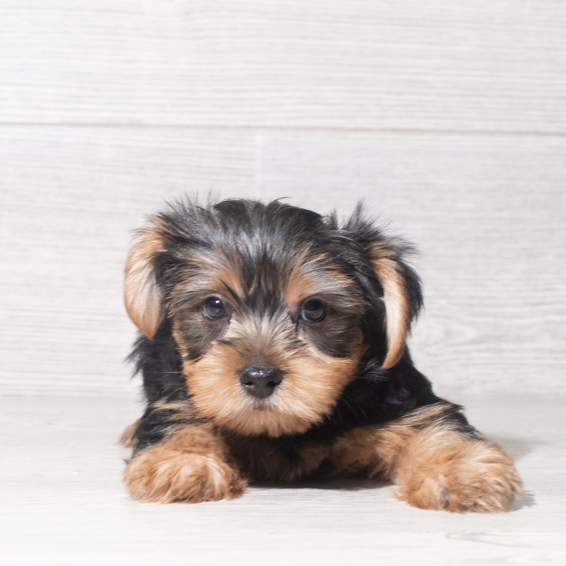 Yorkshire Terrier (M) 5956 Image #1