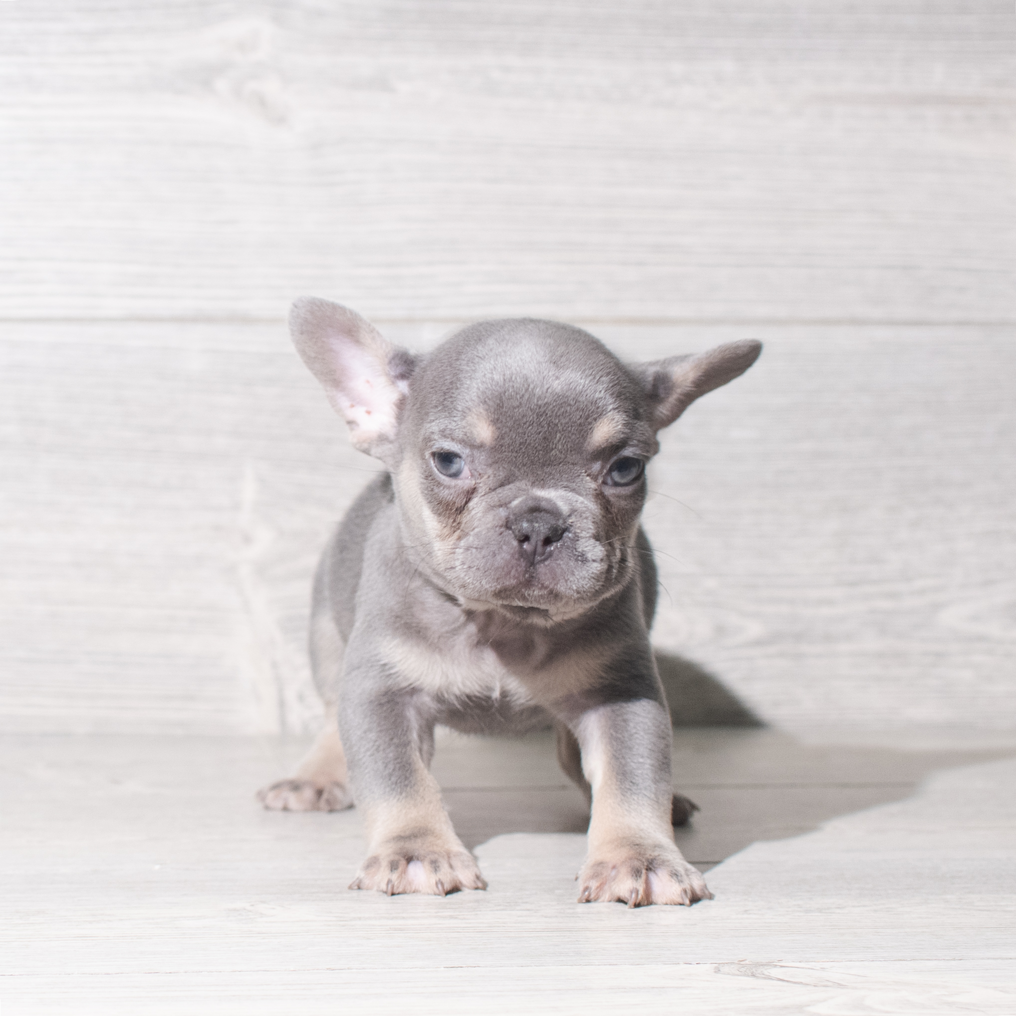 French Bulldog (F) 5957 Image #1