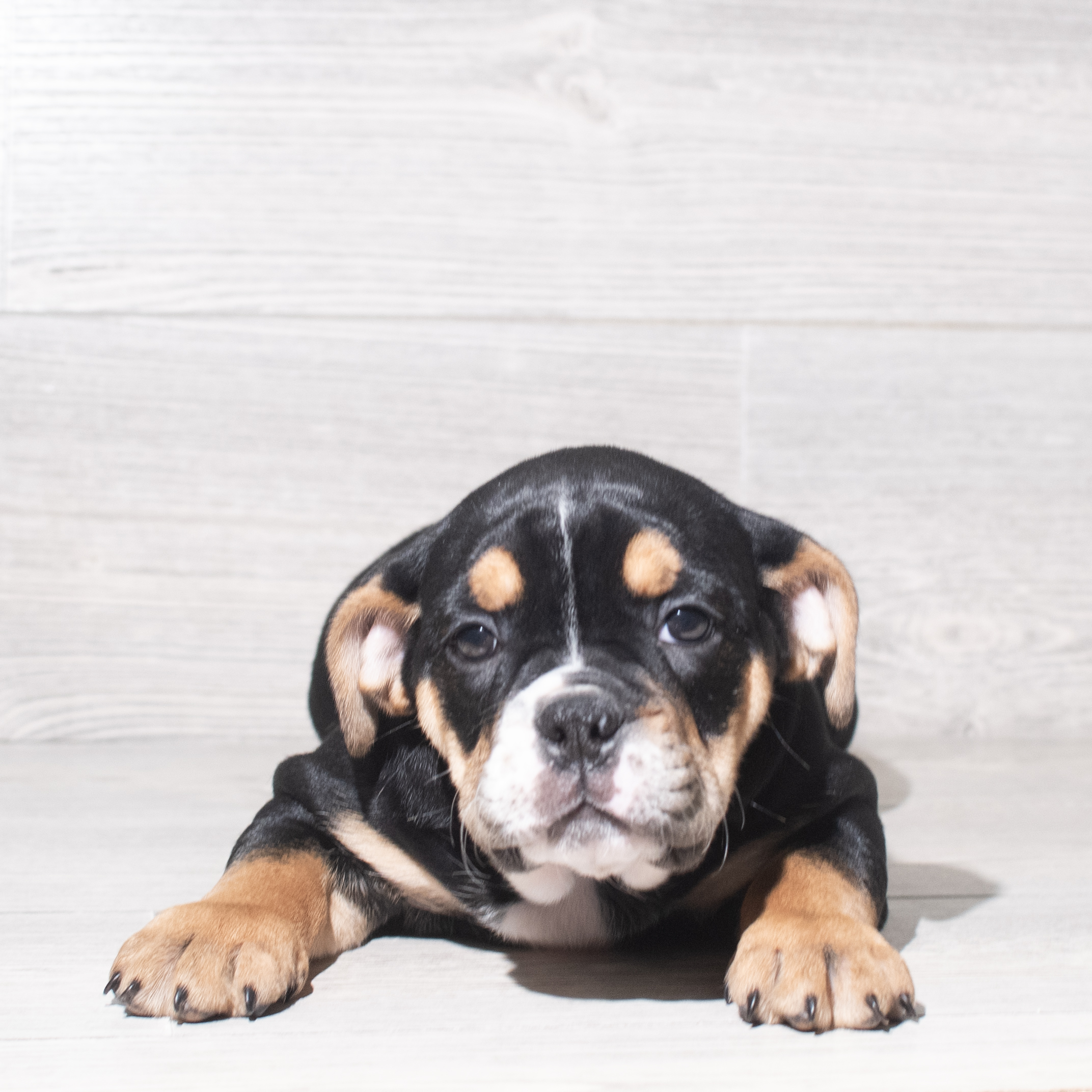 Bulldog Mini (F) 5950 Image #1