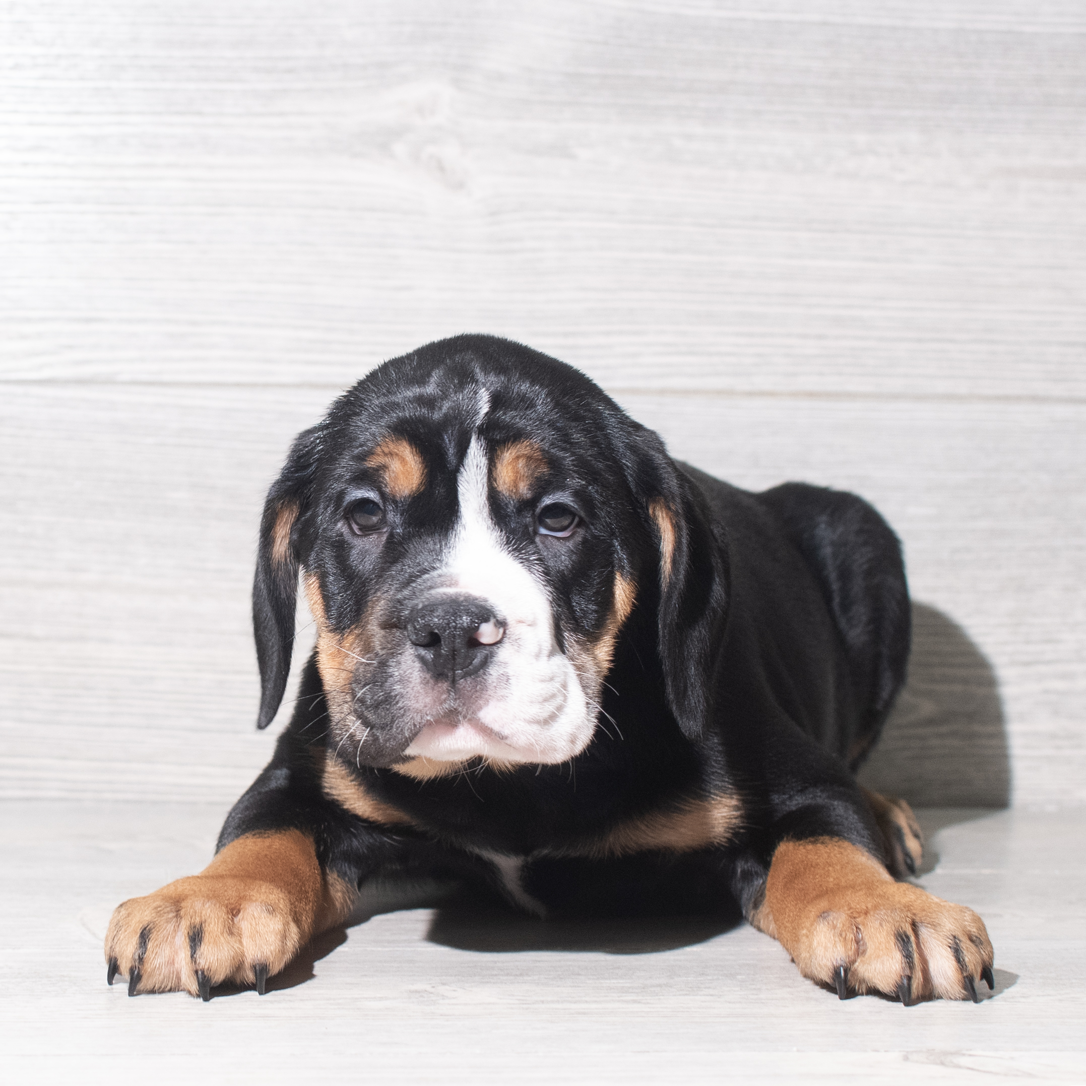 Beabull 7/8 (M) 5955 Image #1