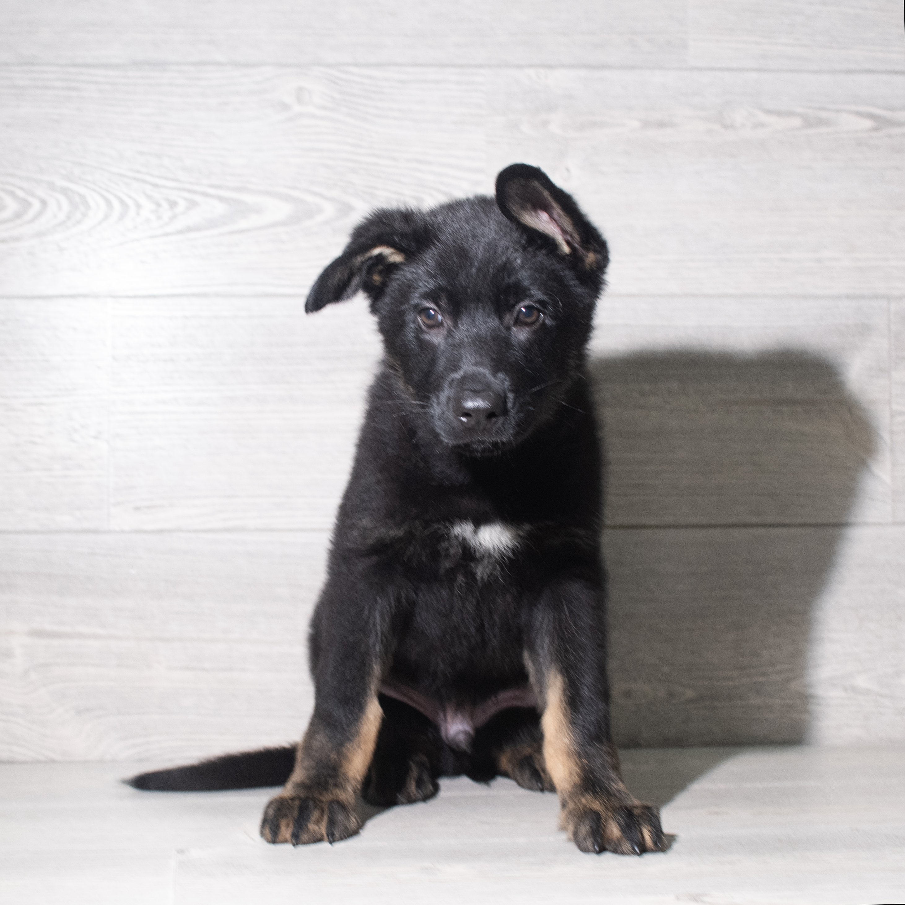 German Shepherd Dog (M) 5949 Image #1