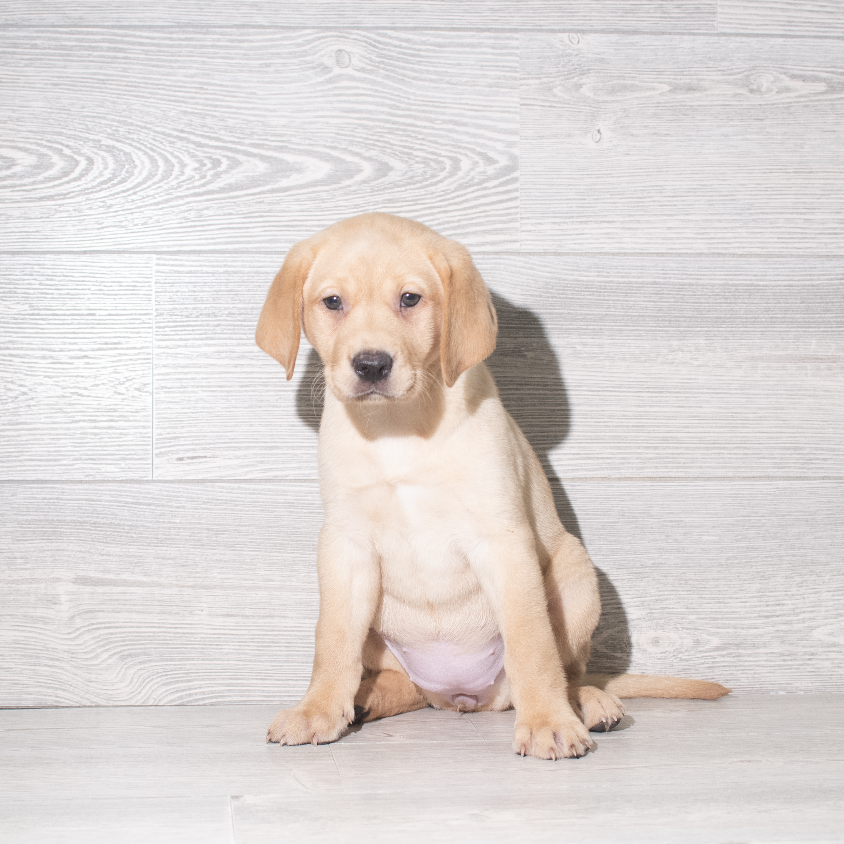Labrador Retriever (F) 5951 Image #1