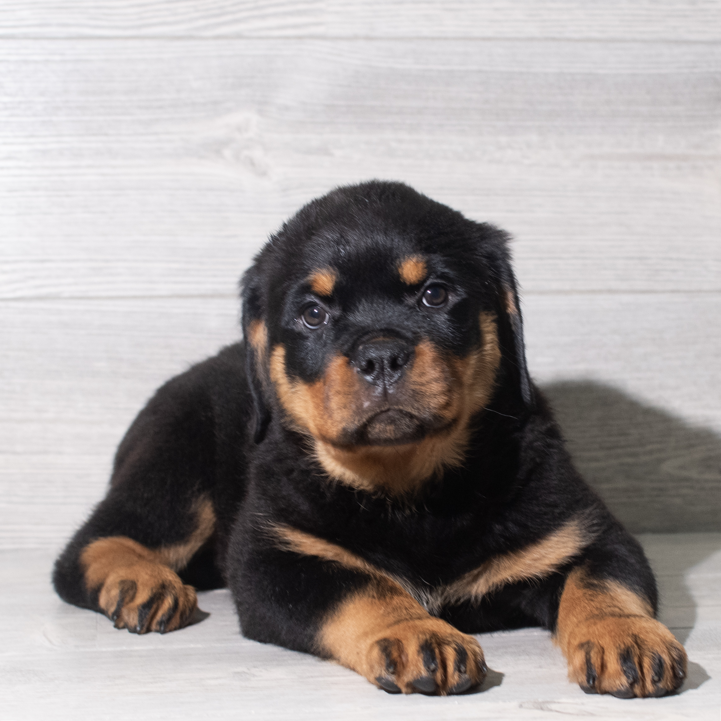 Rottweiler (F) 5959 Image #1