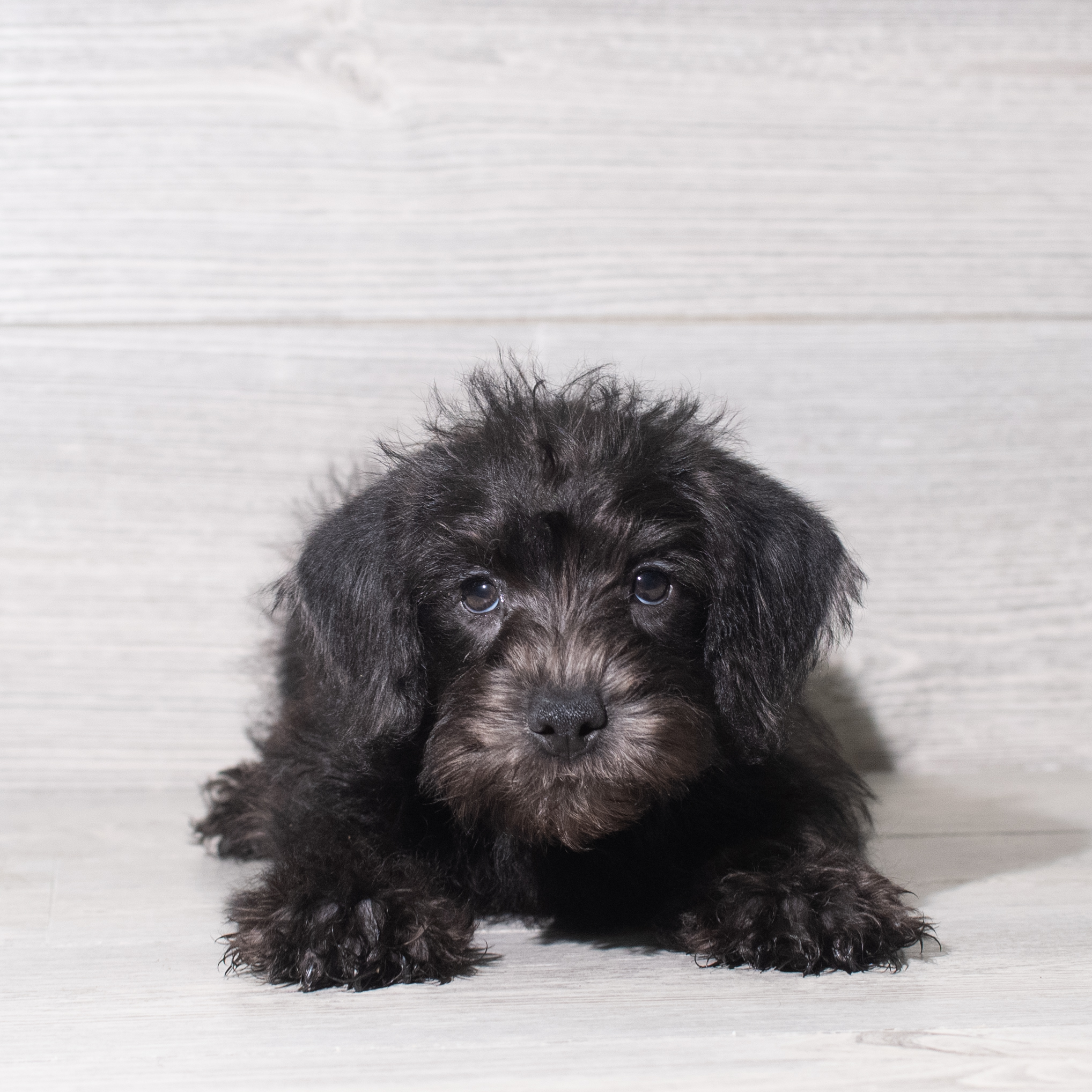 Schnoodle (F) 5936 Image #1