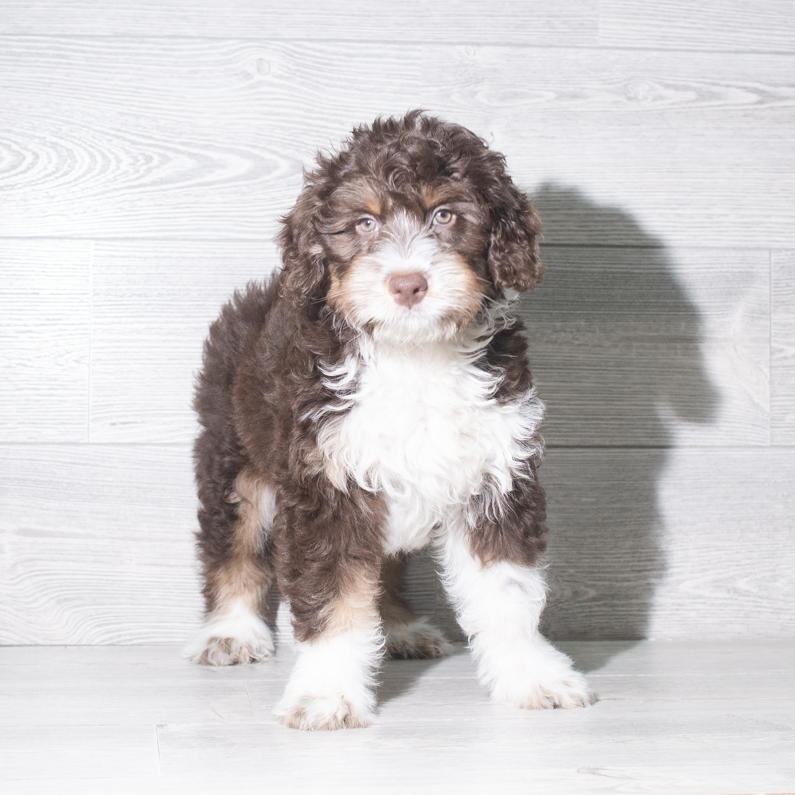 Aussiedoodle (M) 5939 Image #1