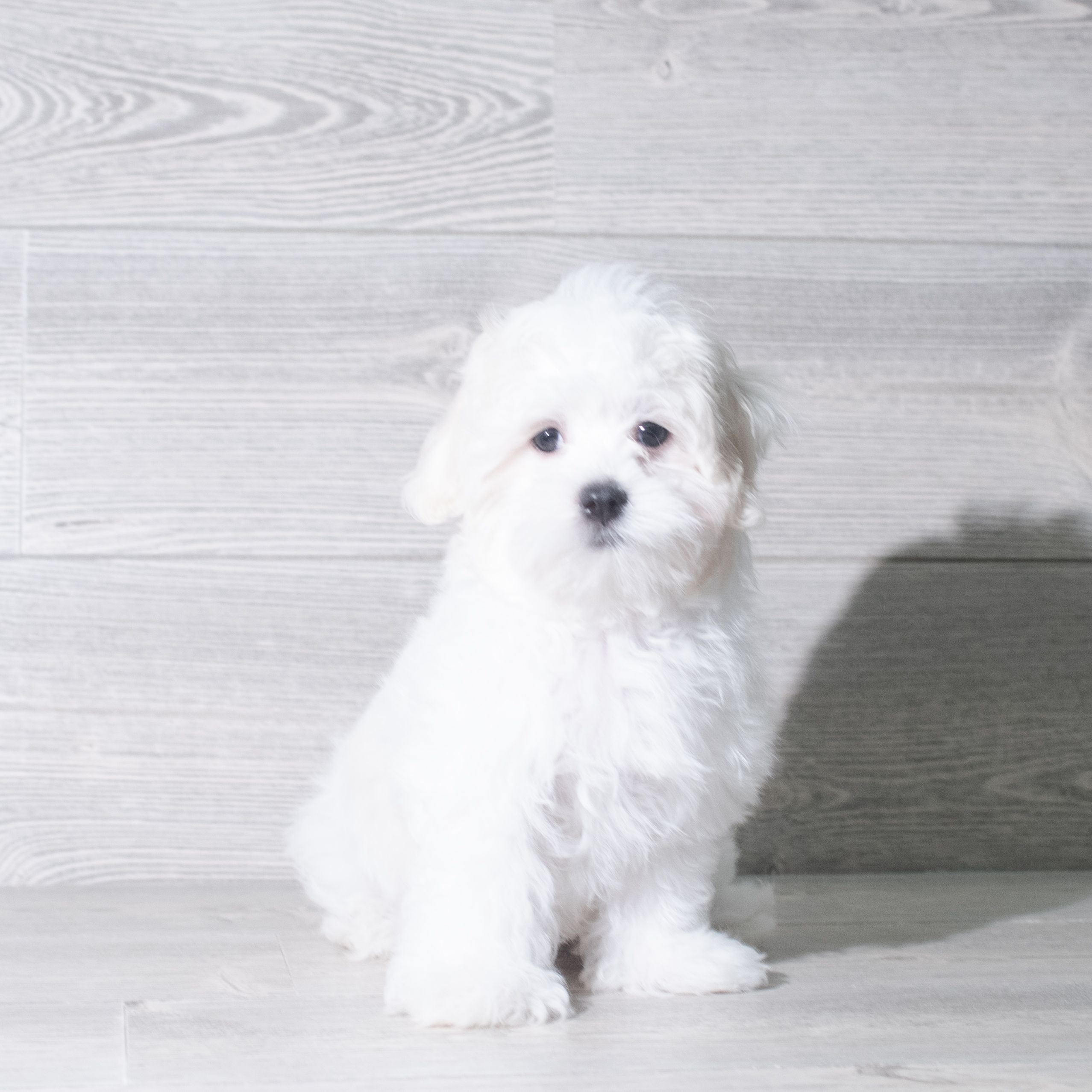 Maltese (M) 5897 Image #1
