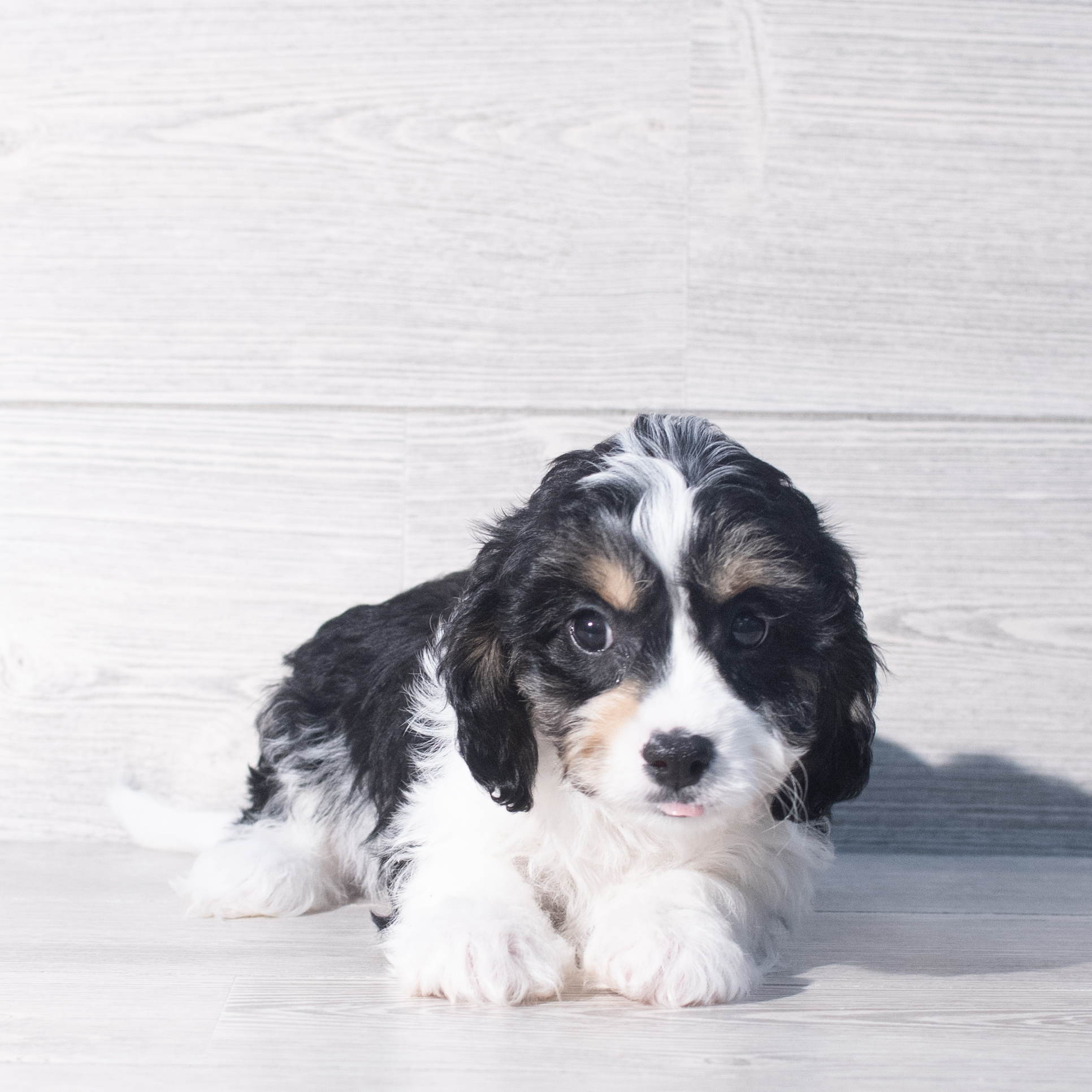 Cavachon (M) 2354 Image #1