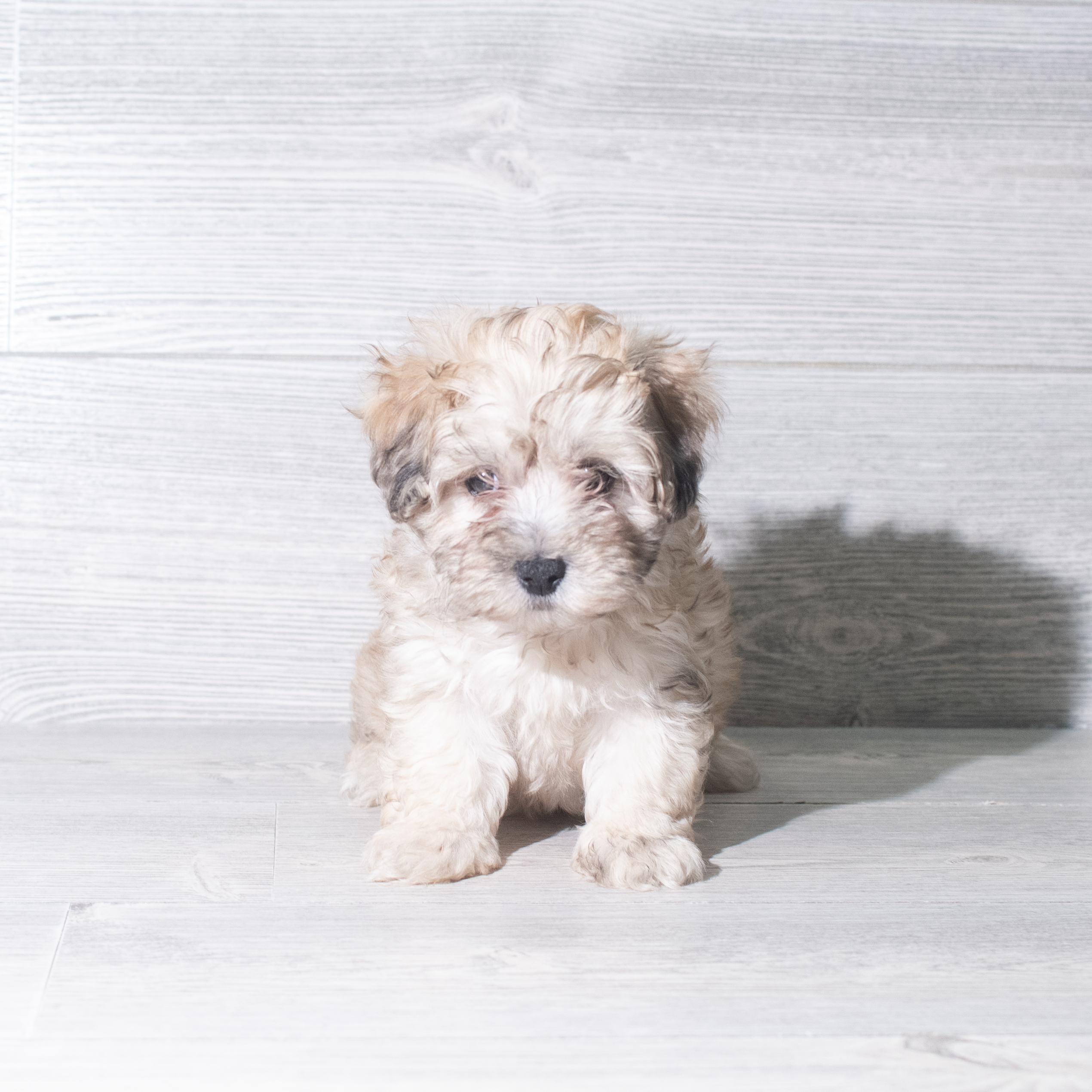 Maltipoo (M) 5970 Image #1