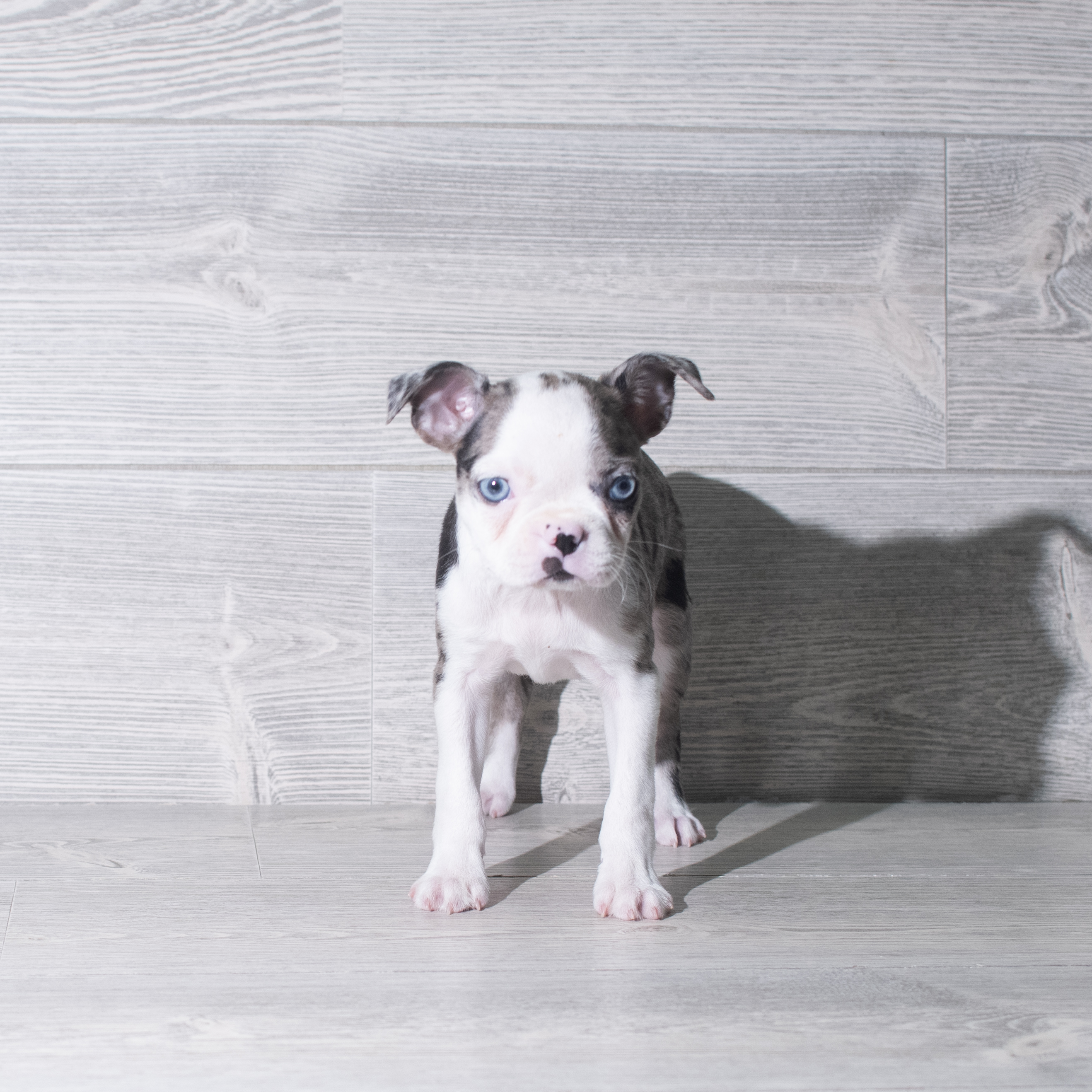 Boston Terrier (F) 5966 Image #1